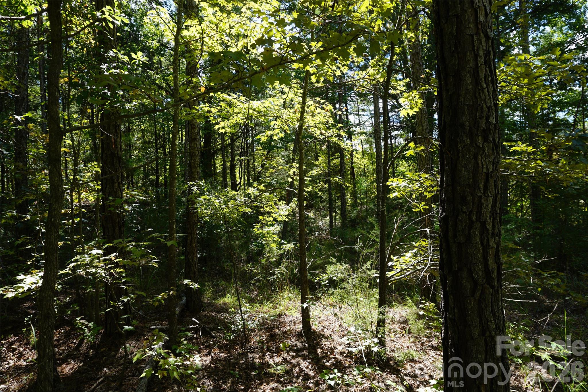 18+/- Ac Lot 4 Parson Road Property Photo 7