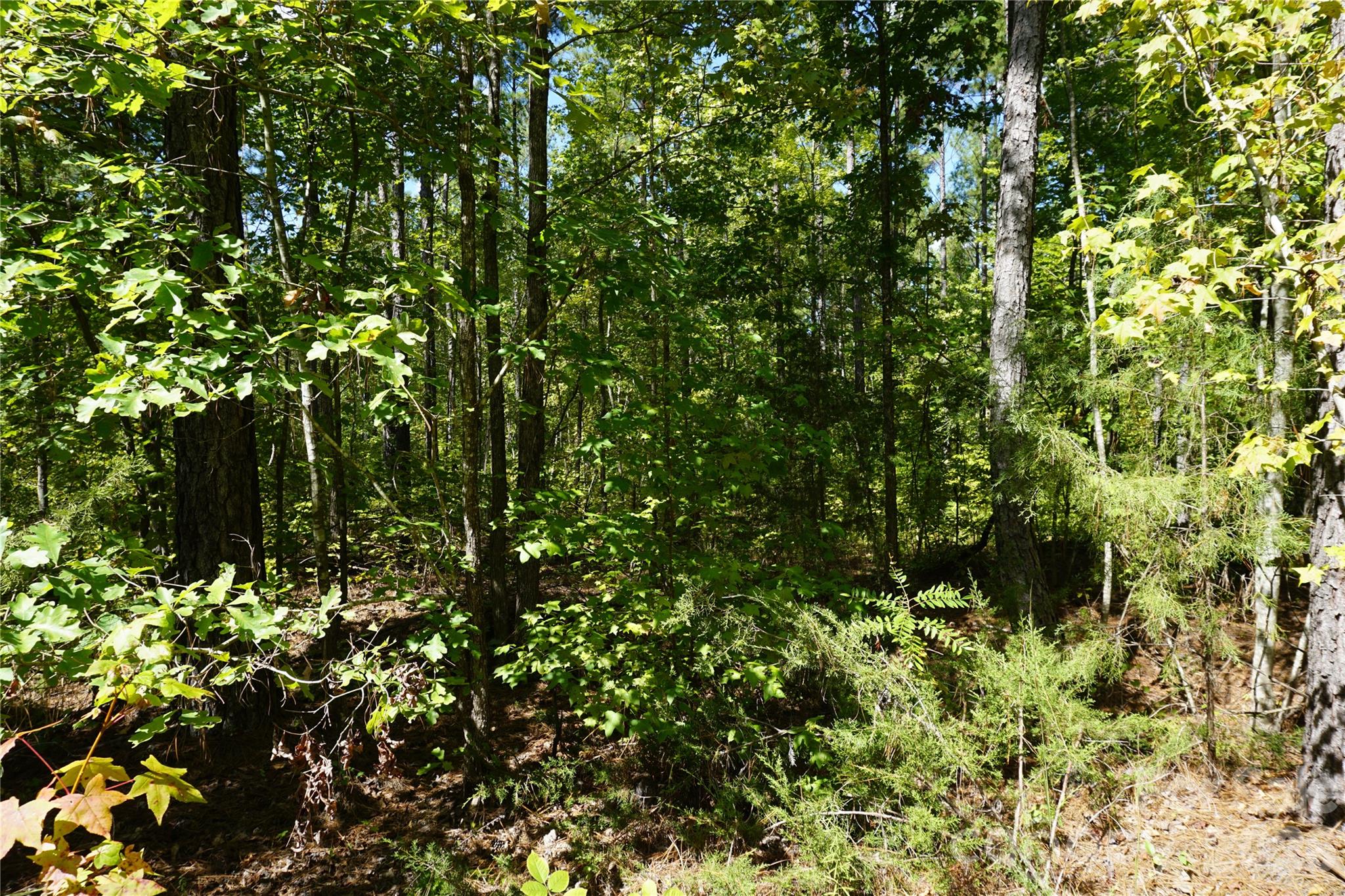 18+/- Ac Lot 4 Parson Road Property Photo 8