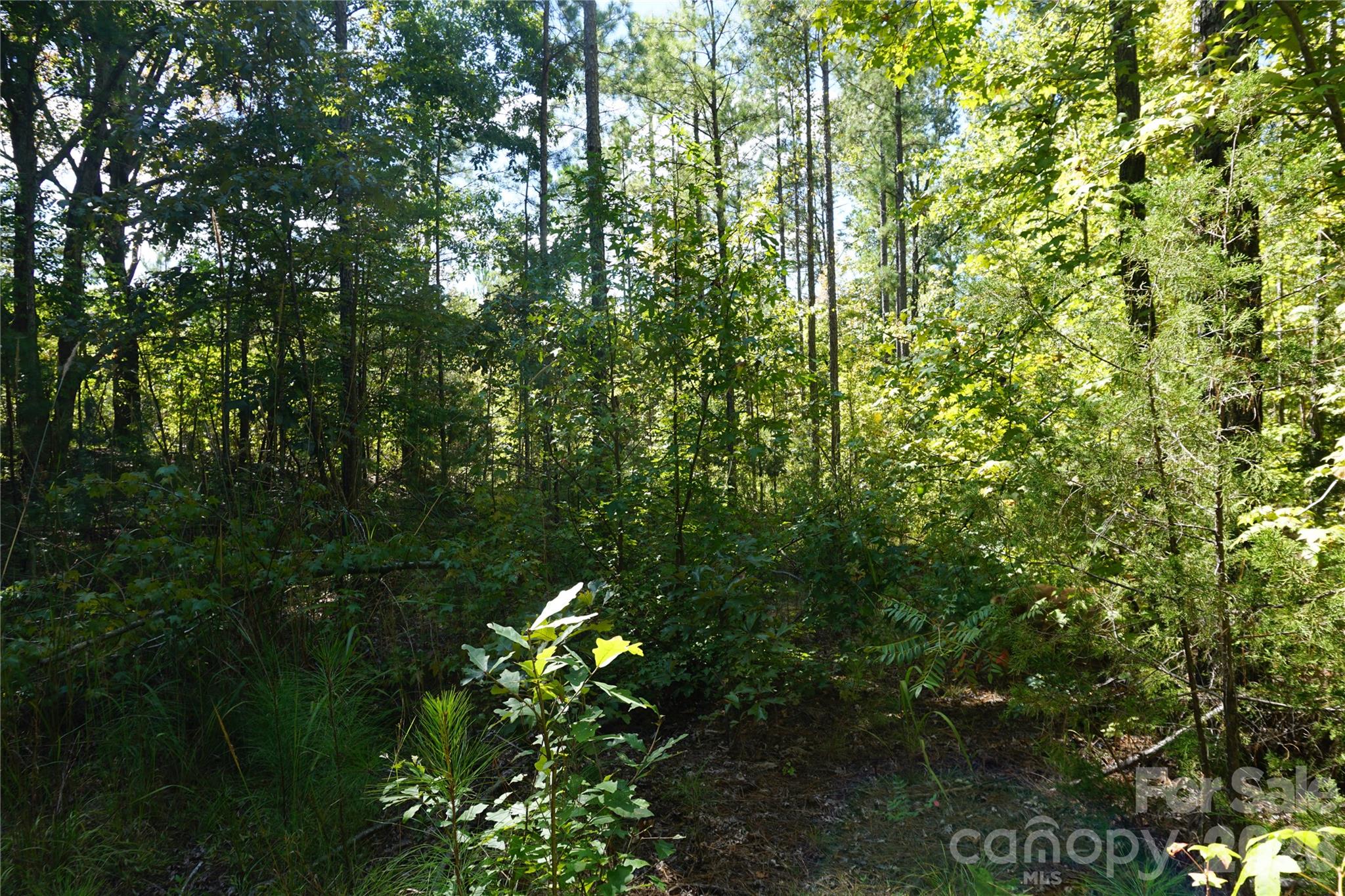18+/- Ac Lot 4 Parson Road Property Photo 9