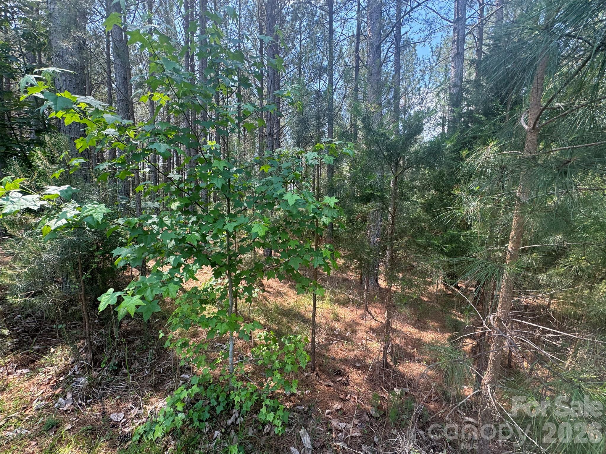 105 Stoney Brook Trail Property Photo 11
