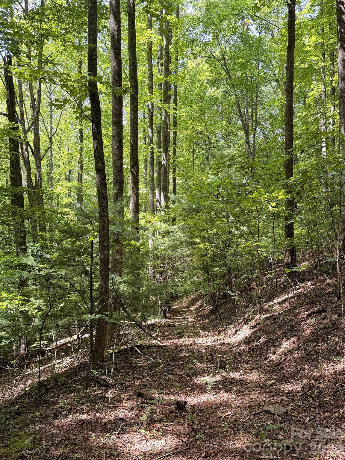 7777 Saw Branch Road Property Photo 12