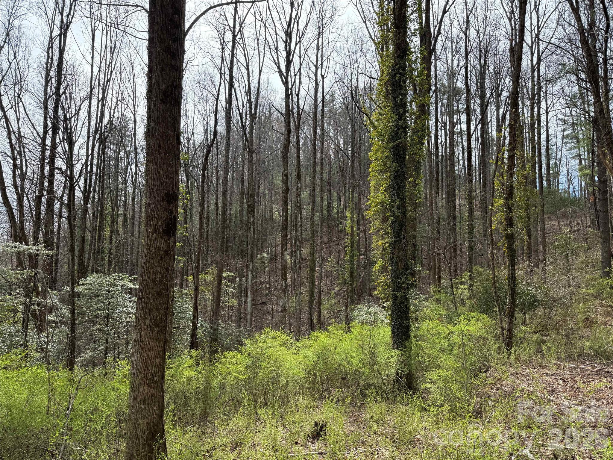 L8 Black Bear Court Property Photo 4