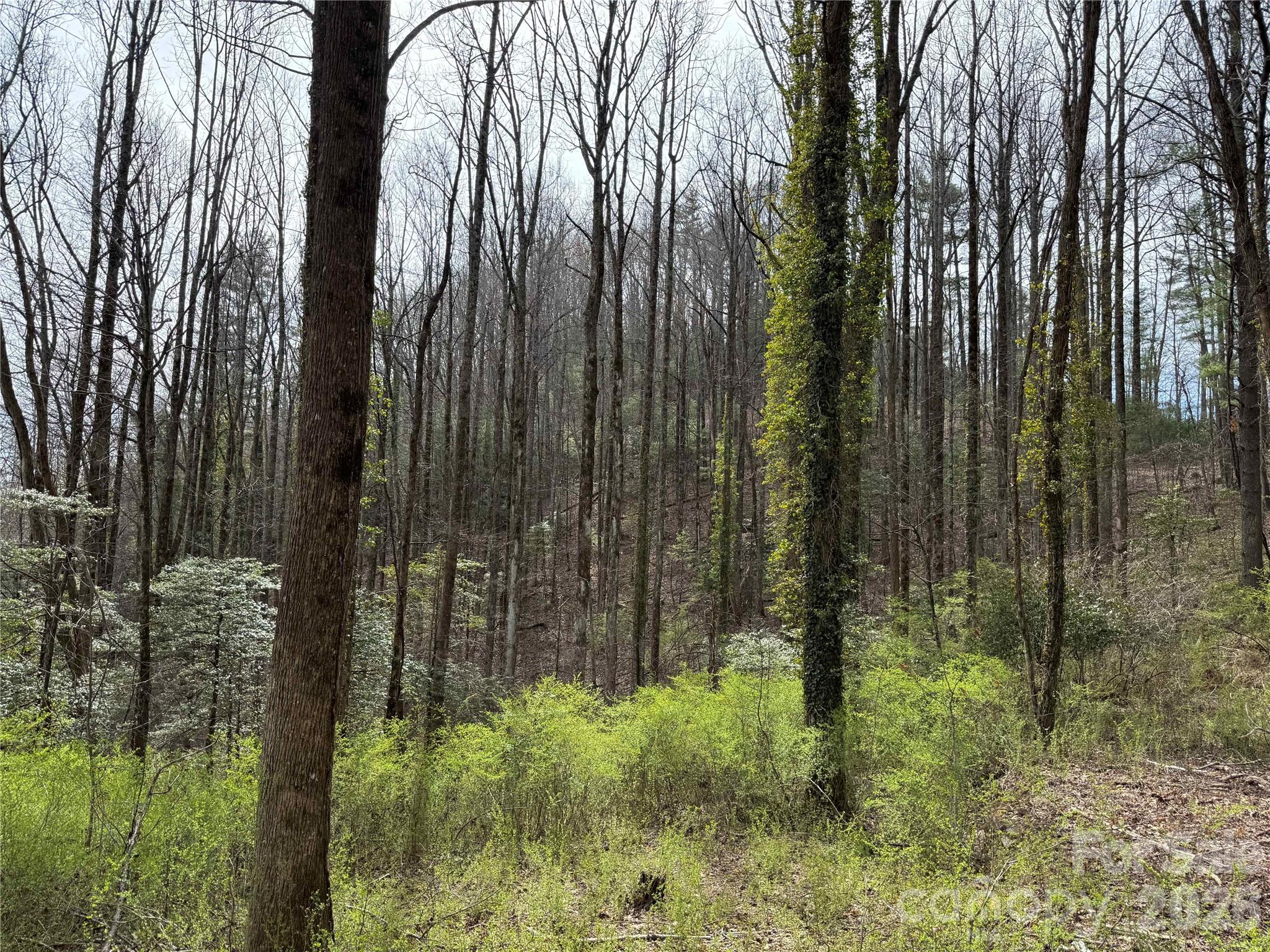 L8 Black Bear Court Property Photo 5