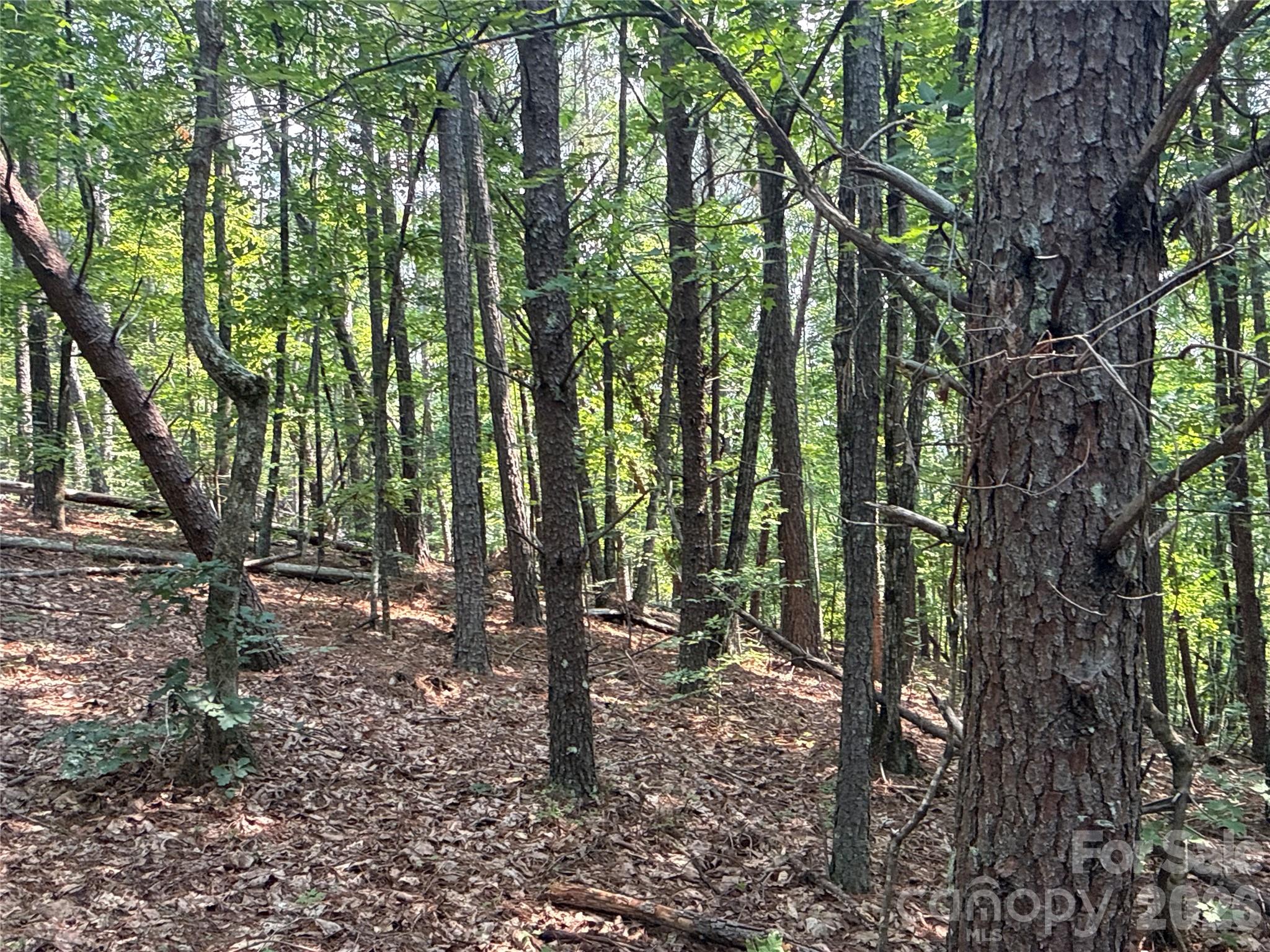 242 Golden Creek Ridge Property Photo 2