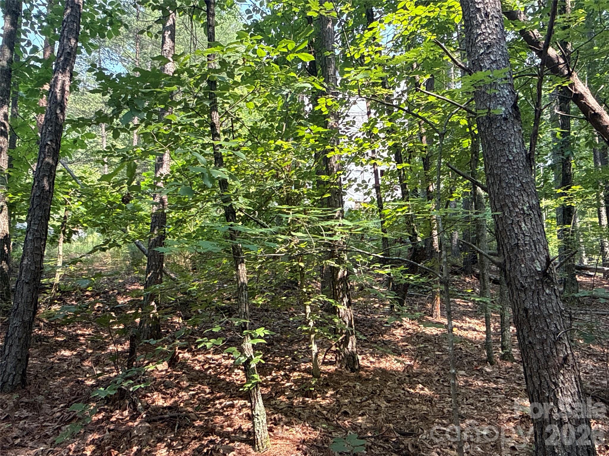242 Golden Creek Ridge Property Photo 3