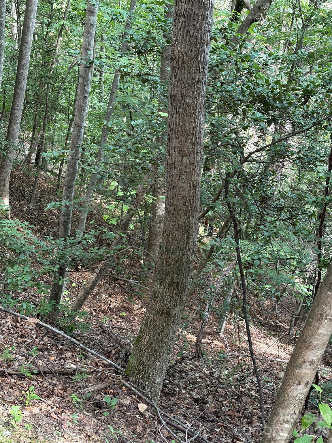Tbd Old Nc Highway 16 Highway Property Photo 1