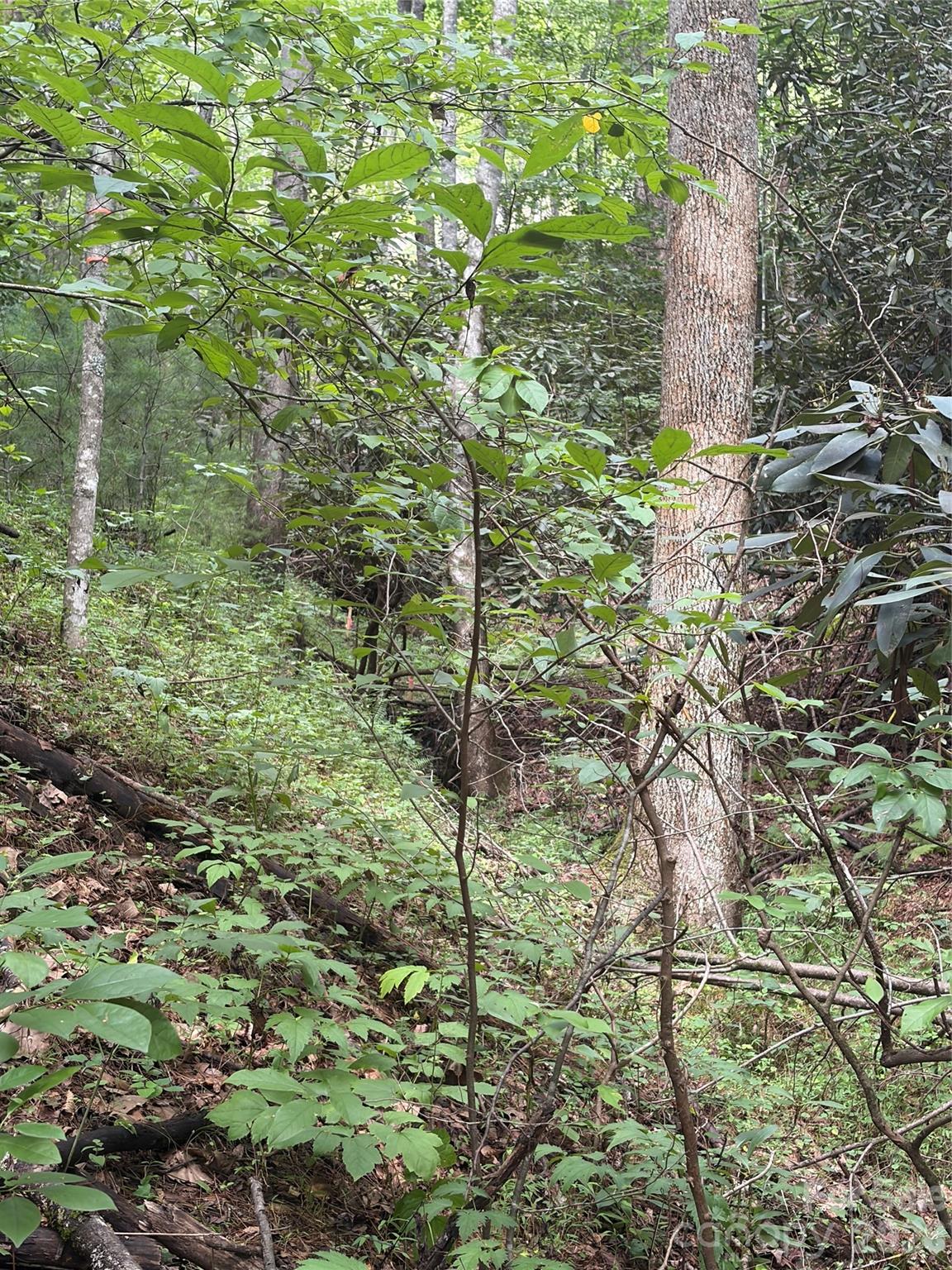 Tbd Old Nc Highway 16 Highway Property Photo 2