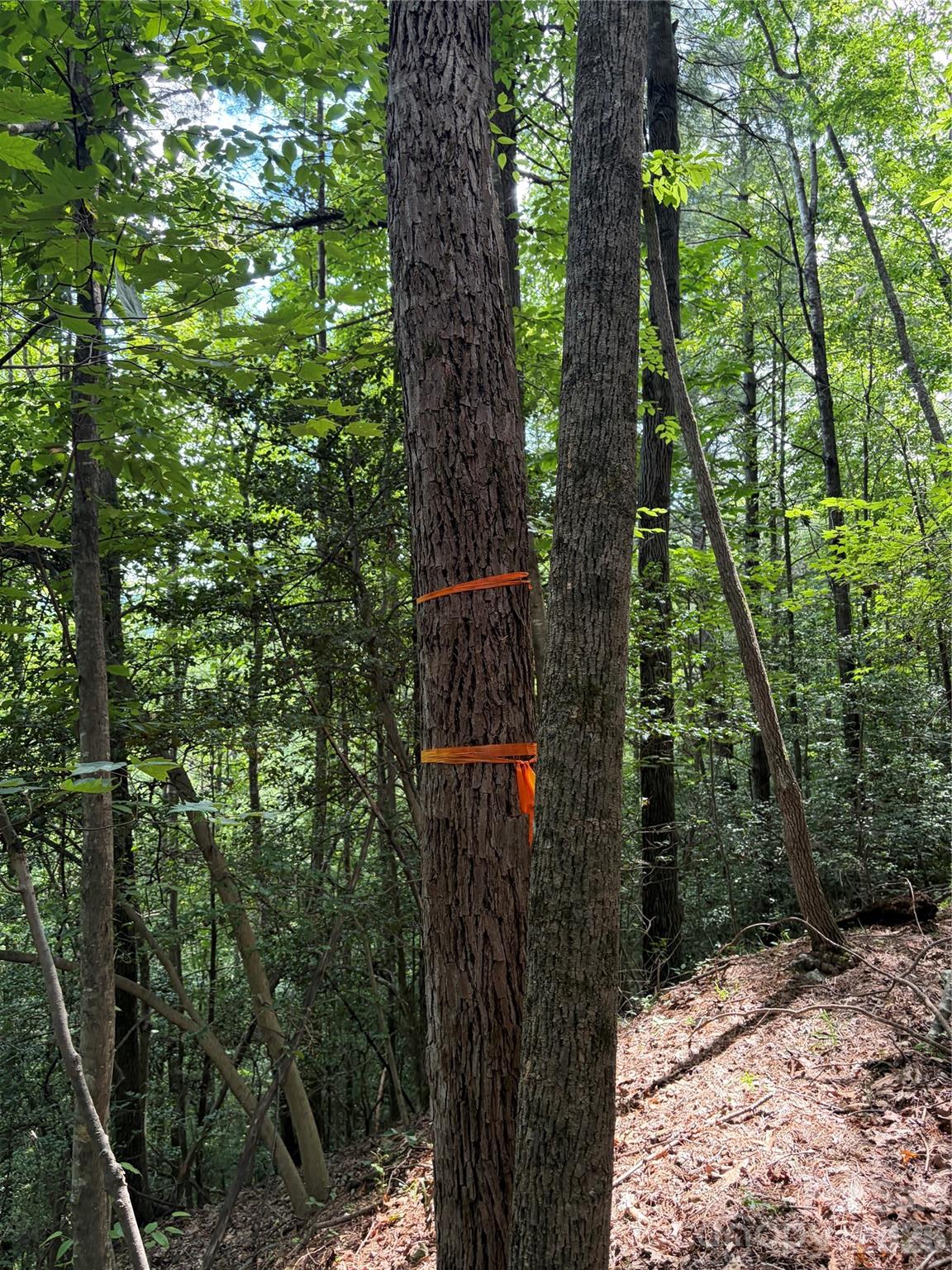 Tbd Old Nc Highway 16 Highway Property Photo 3