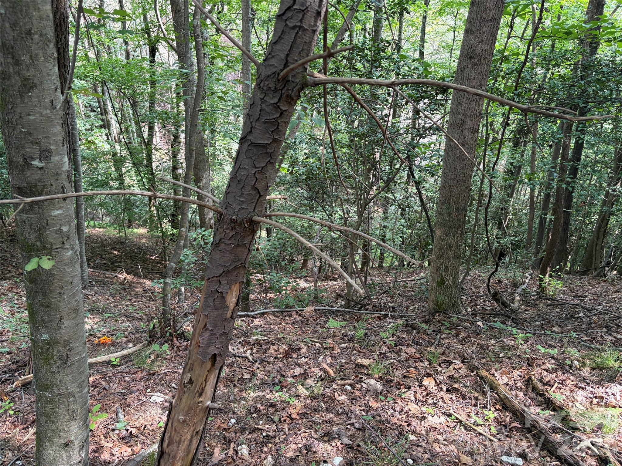 Tbd Old Nc Highway 16 Highway Property Photo 5