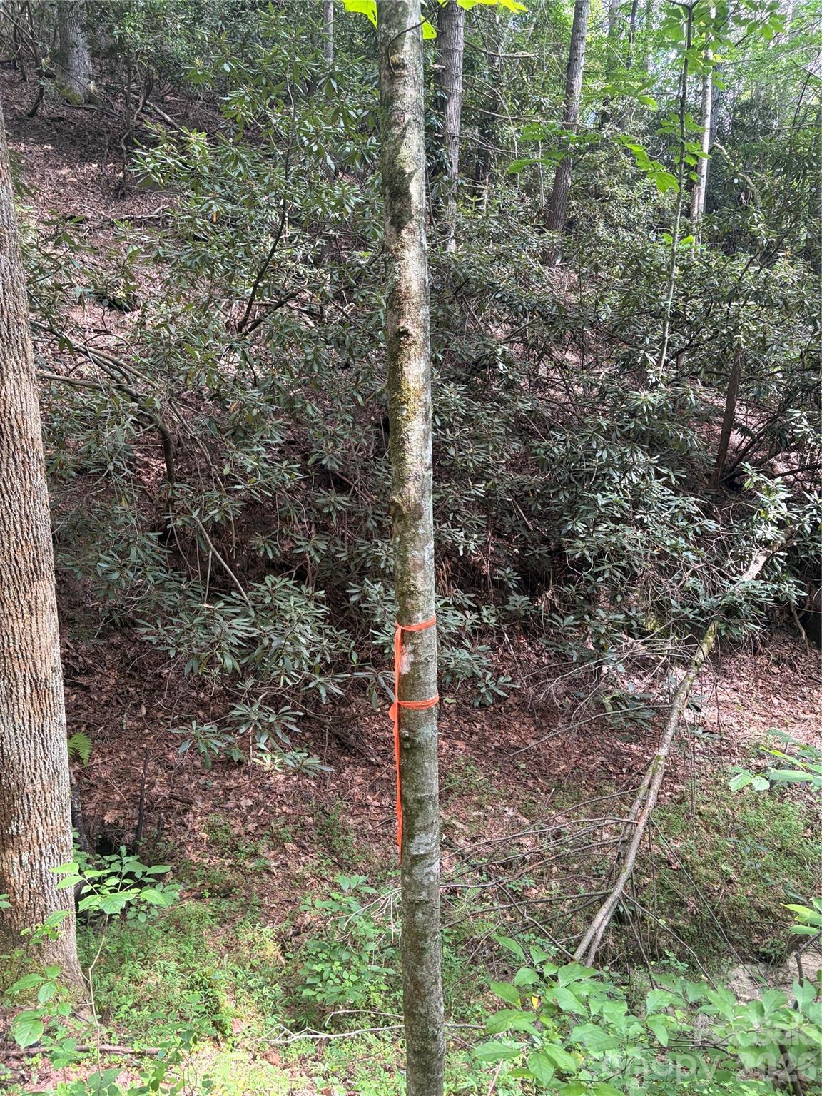 Tbd Old Nc Highway 16 Highway Property Photo 10