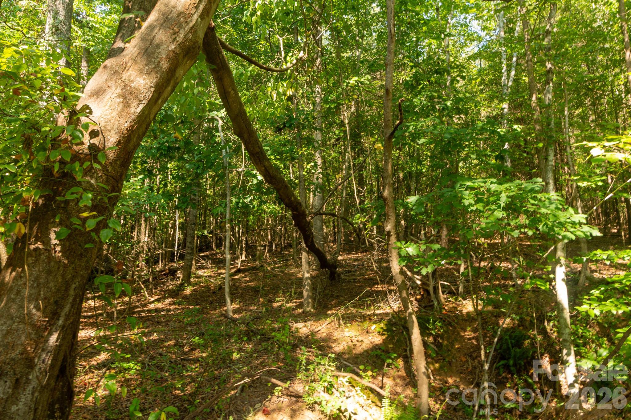 217 Ridgewood Street Property Photo 6