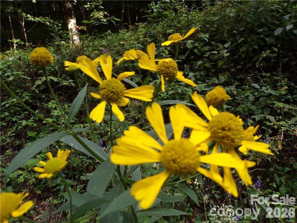 24 Tater Patch Road Property Photo 23