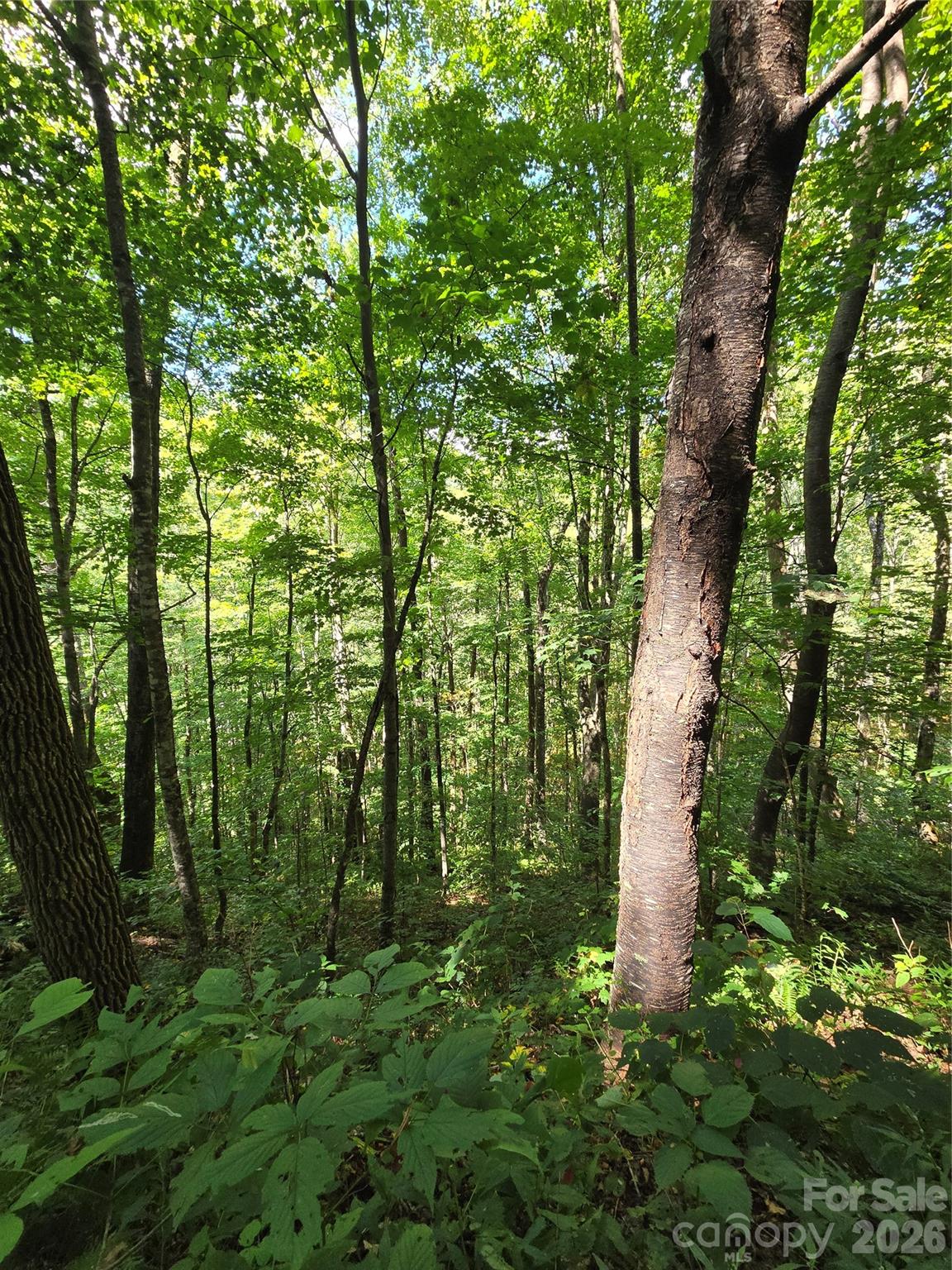 24 Tater Patch Road Property Photo 33