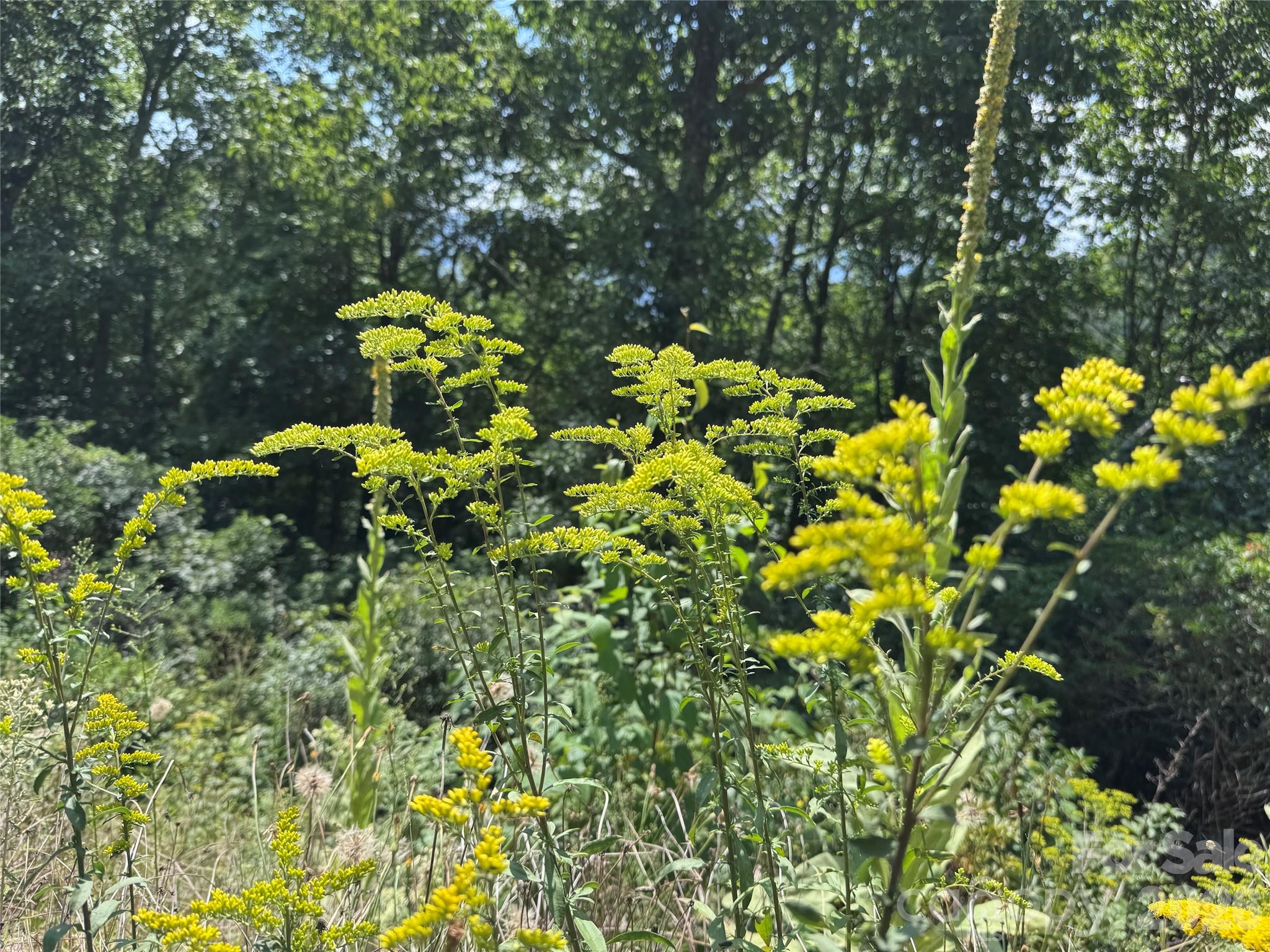 Tbd Black Bear Trail Property Photo 21