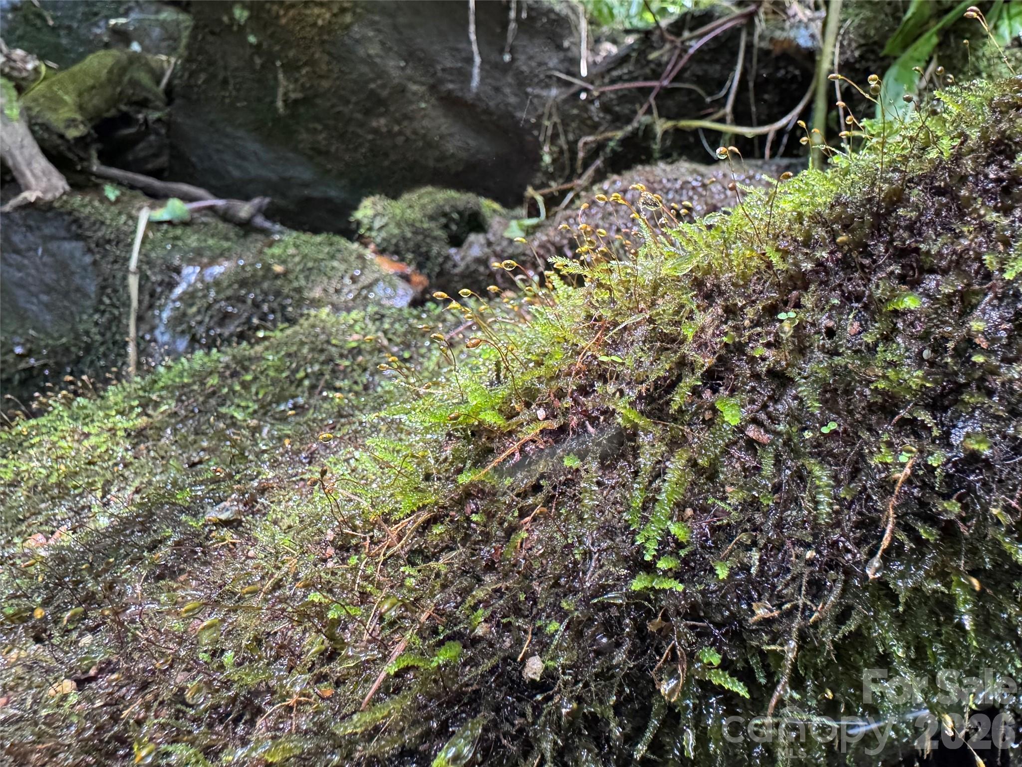 Tbd Black Bear Trail Property Photo 22