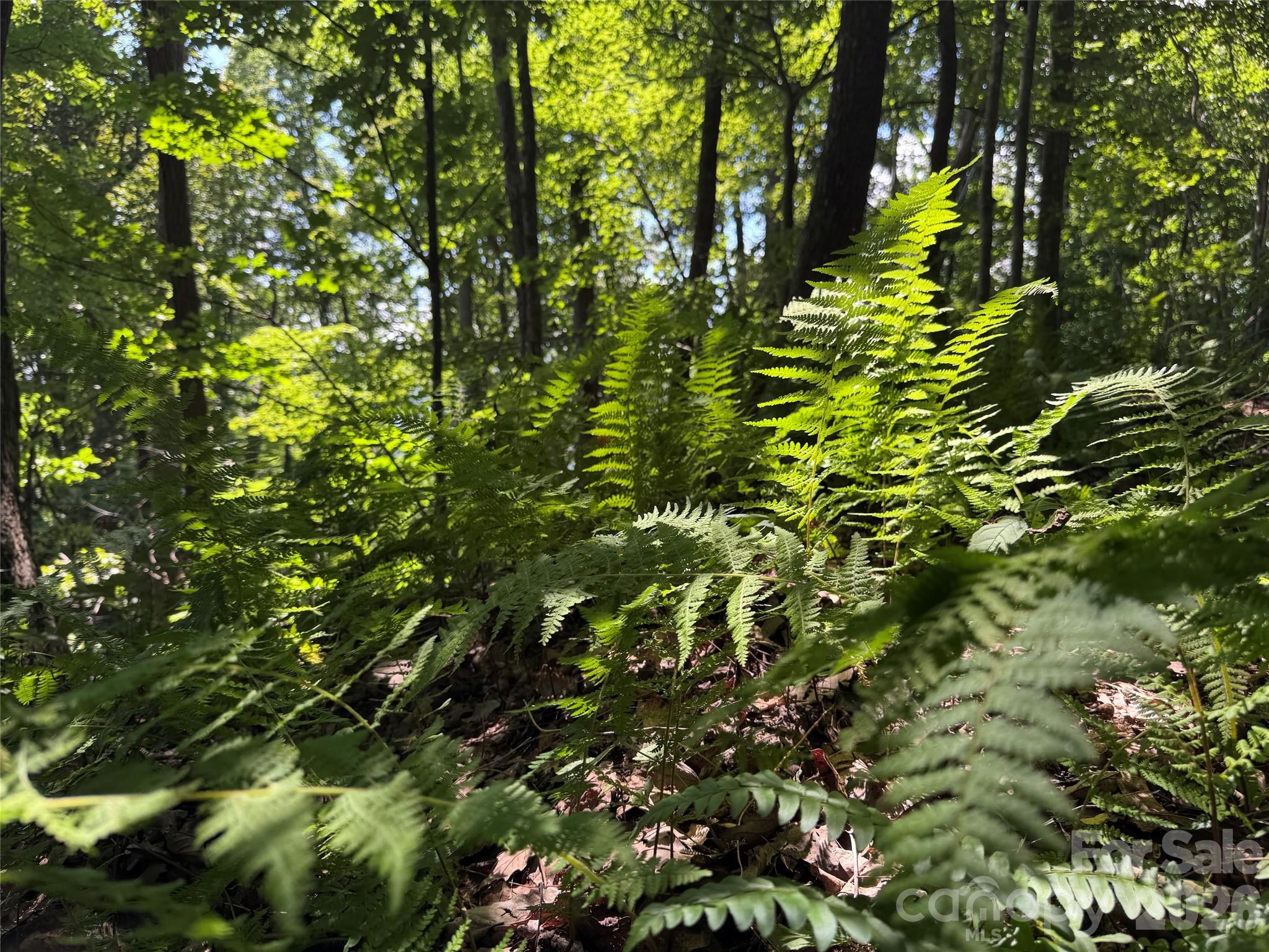 Tbd Black Bear Trail Property Photo 23