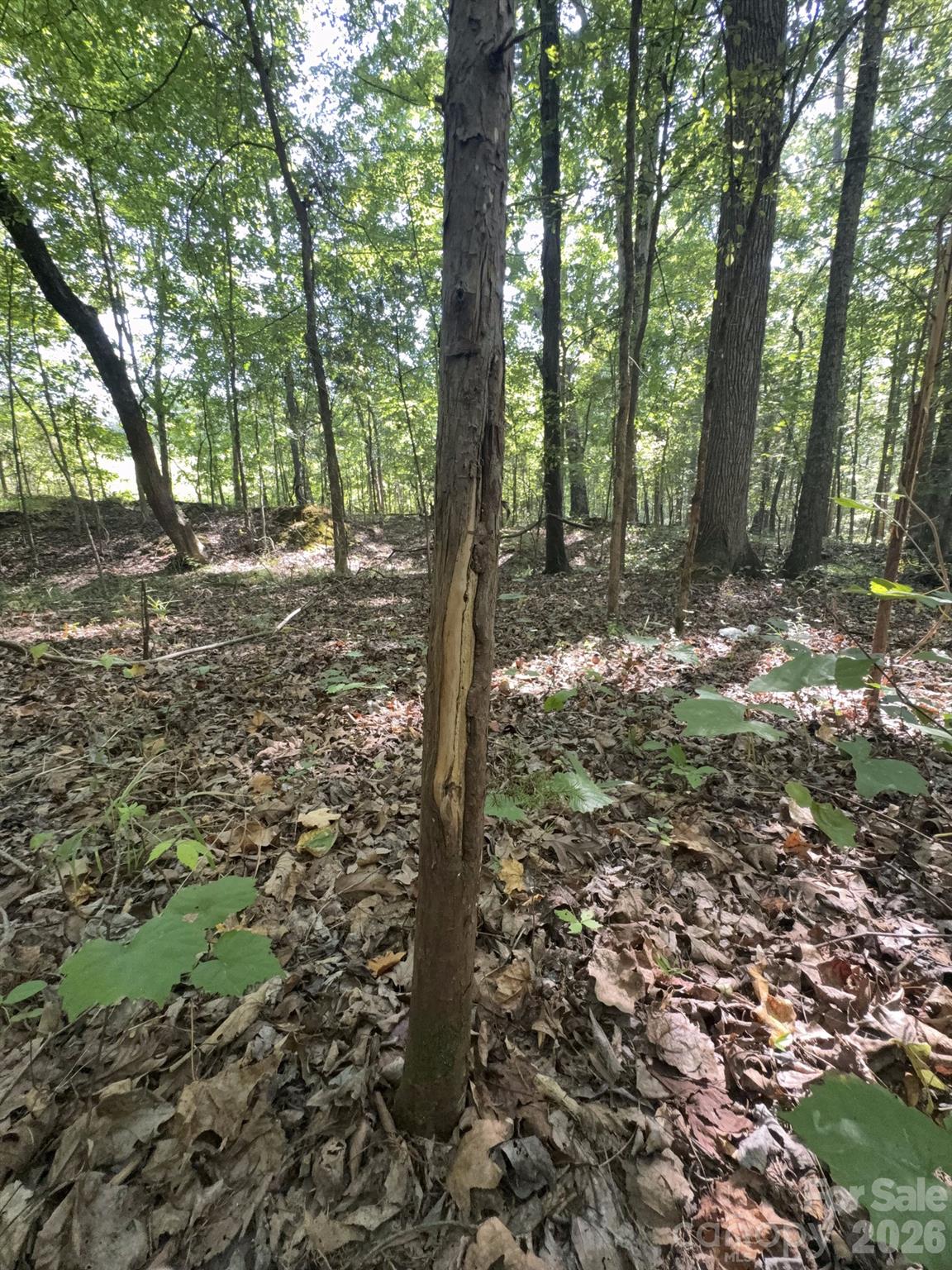 0 Flat Swamp Road Property Photo 32