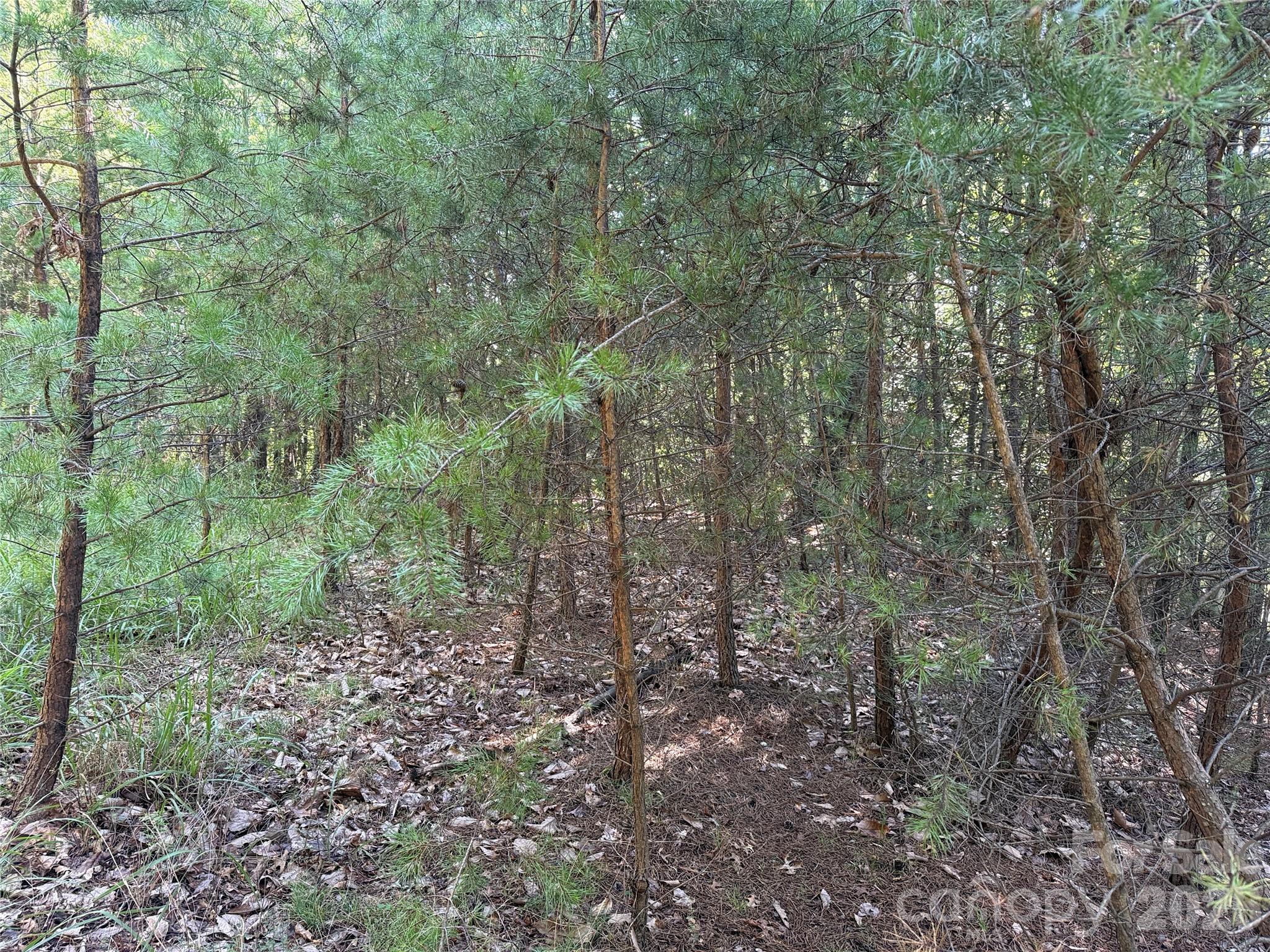 Tbd Wolf Pen Road 24 Property Photo 5