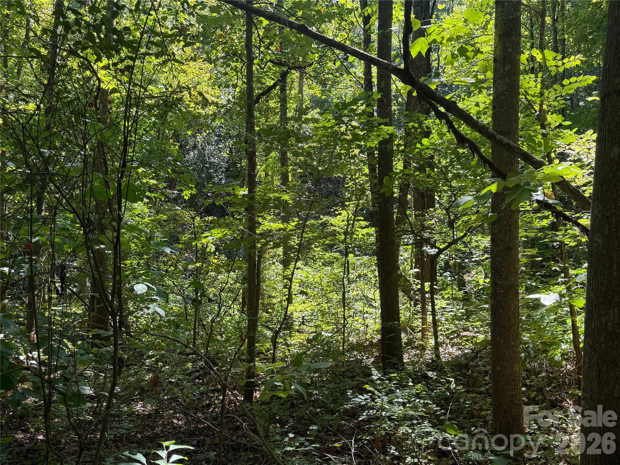 00 Camp Knob Road Property Photo 22