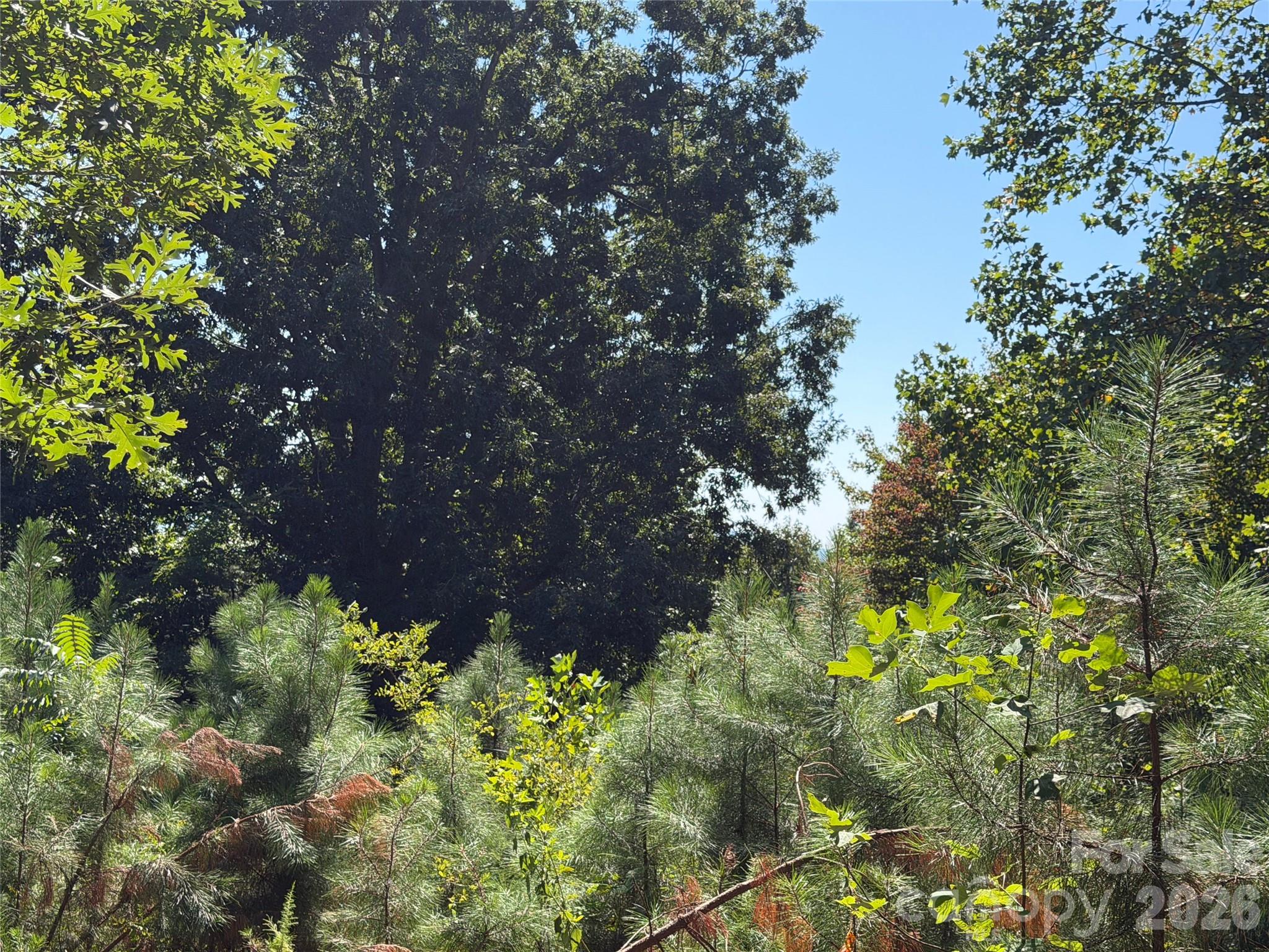 00 Camp Knob Road Property Photo 24