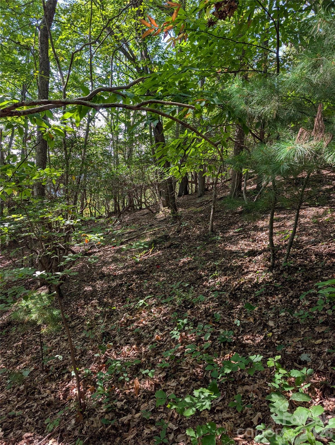 0 Raspberry None Property Photo 7
