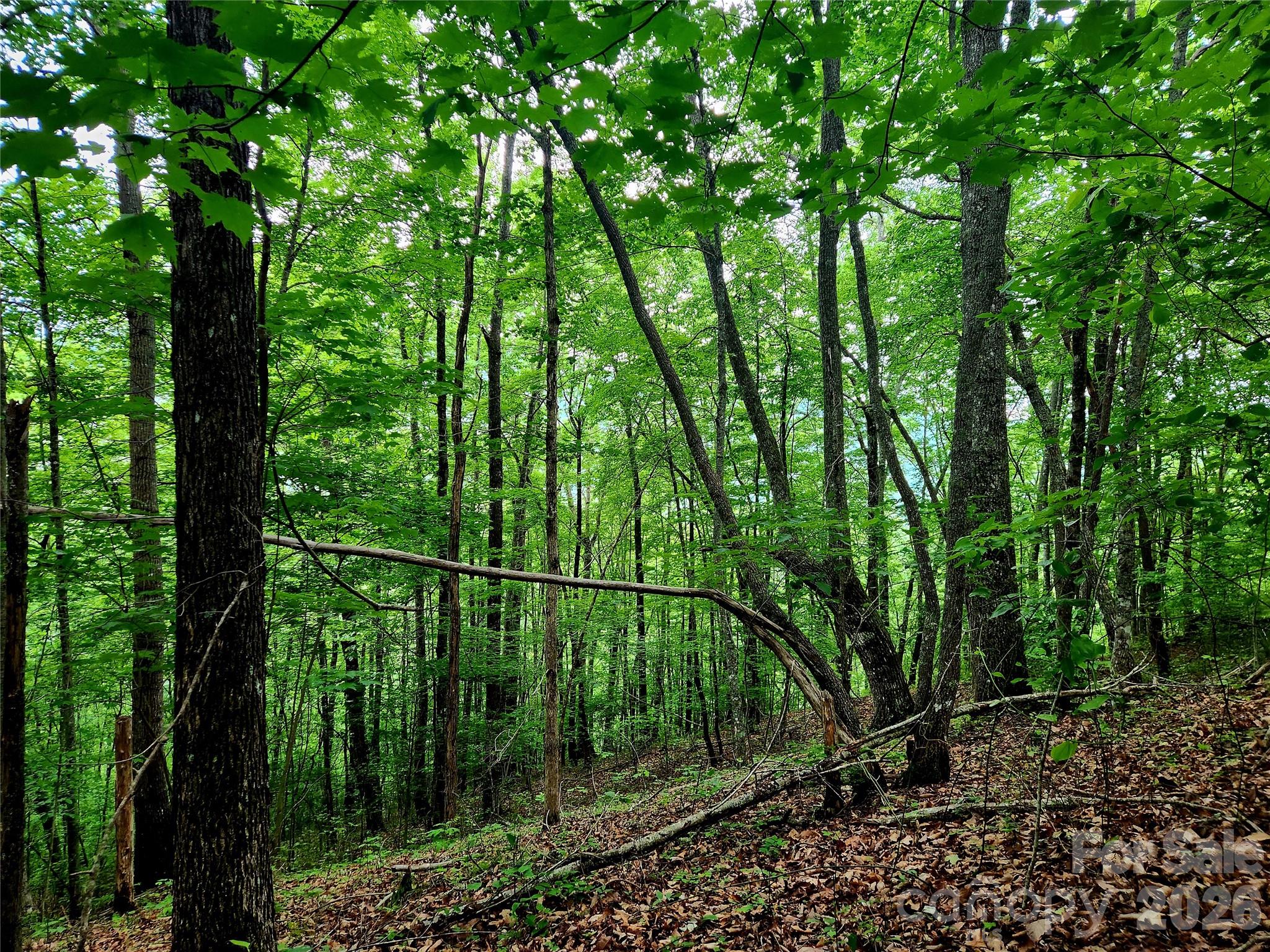 0000 Brasstown Road Property Photo 30