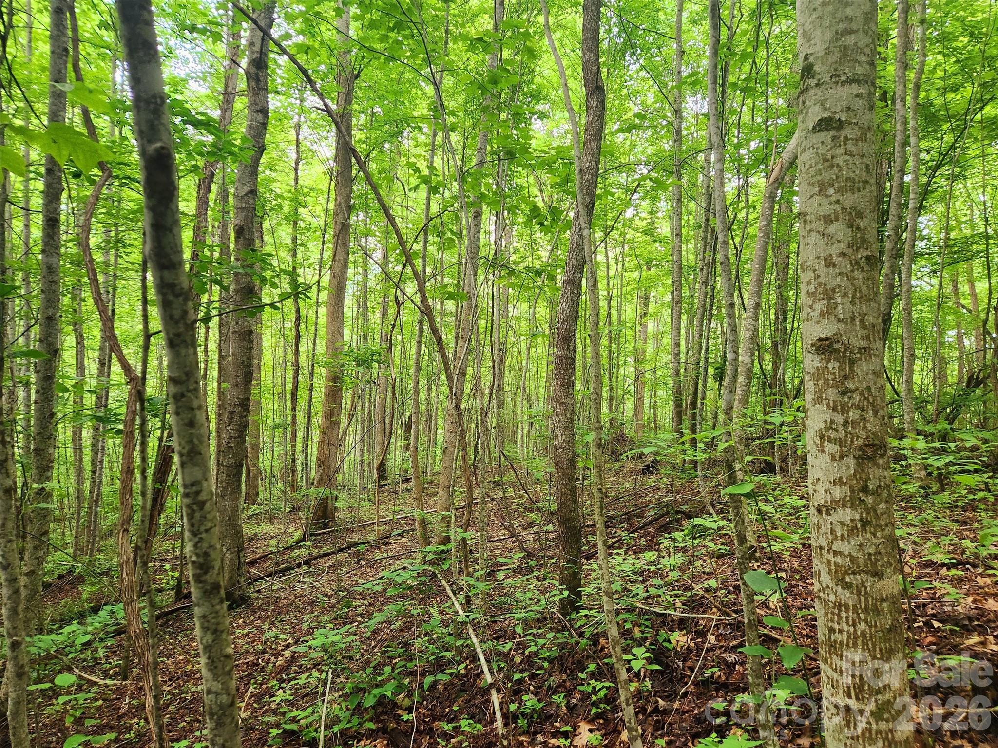 0000 Brasstown Road Property Photo 32