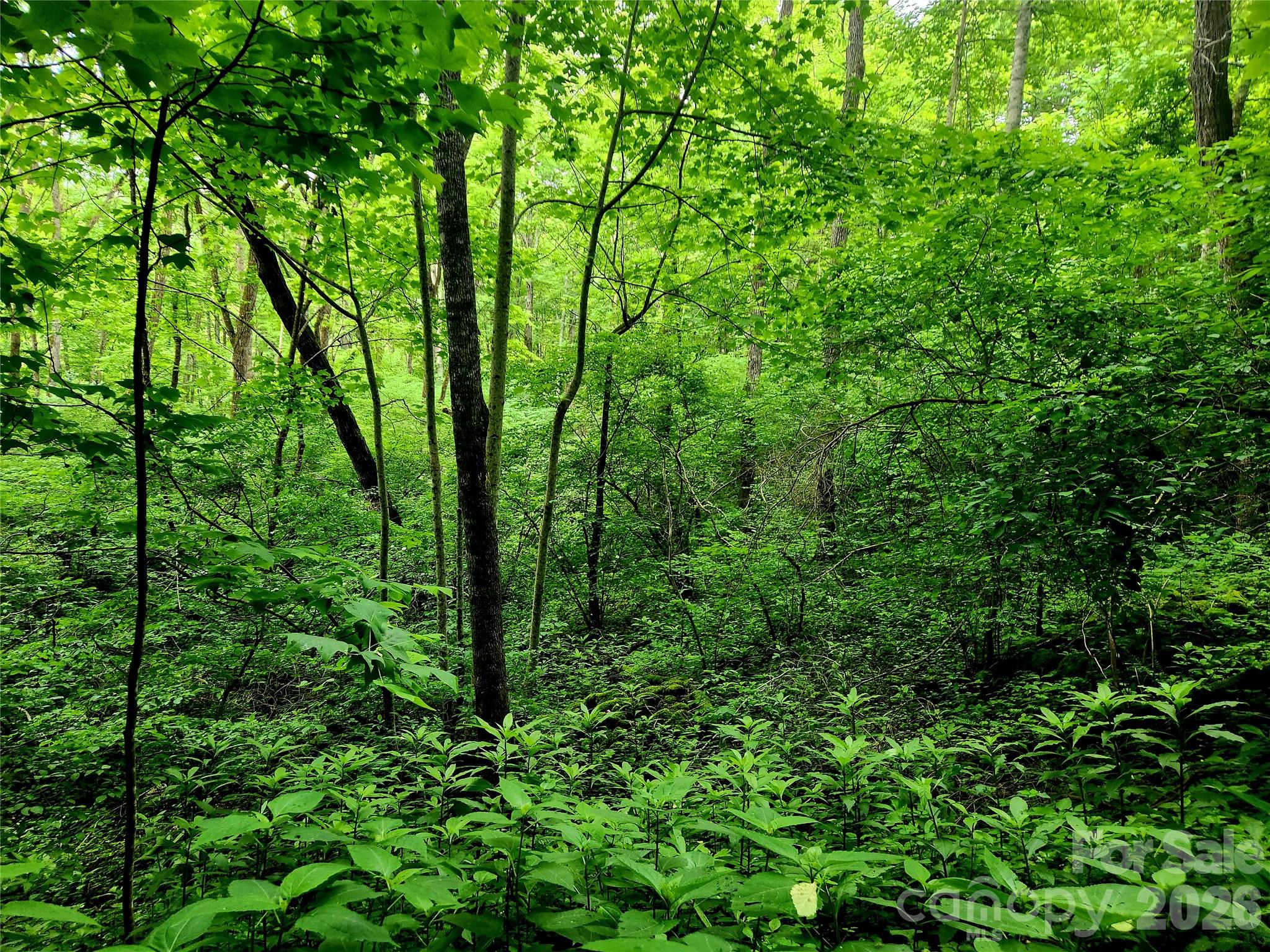 0000 Brasstown Road Property Photo 34