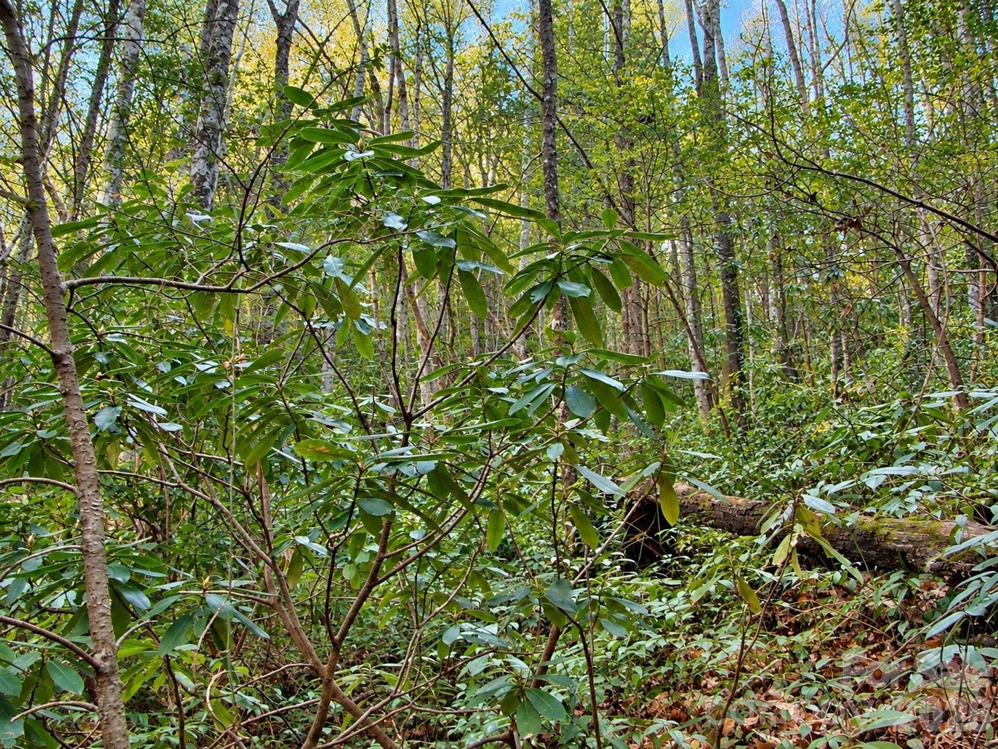 1166 Deer Crossing Lane 43 Property Photo 3