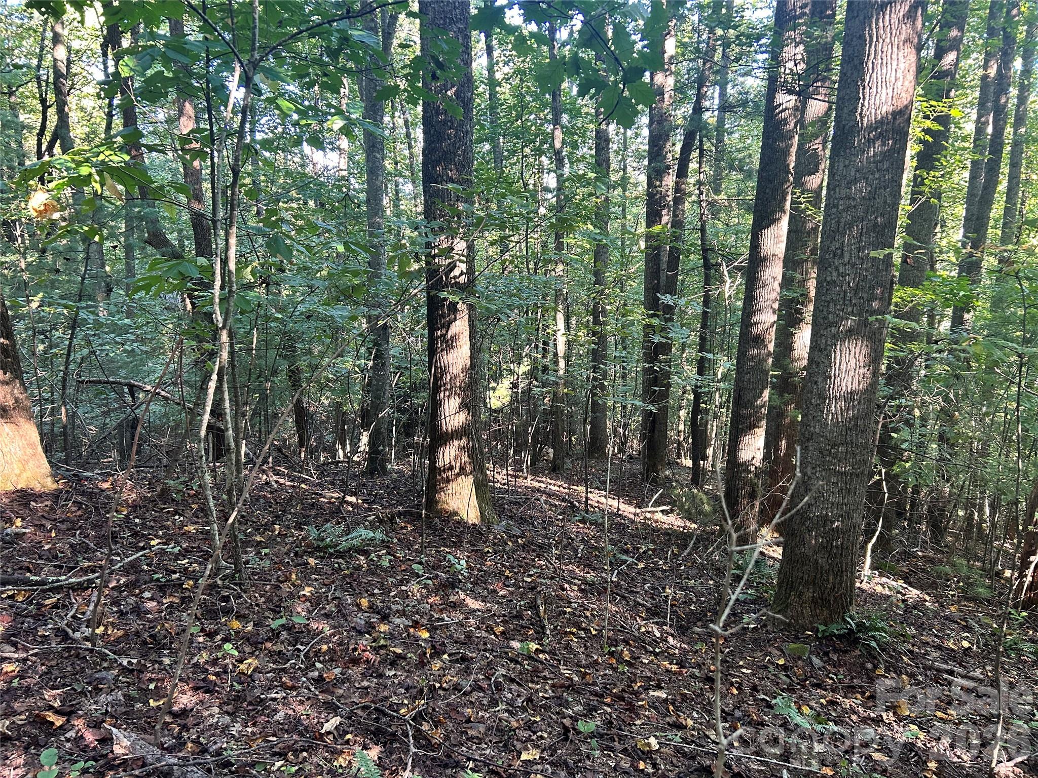 Tbd Mt Hebron Road 36 Property Photo 1