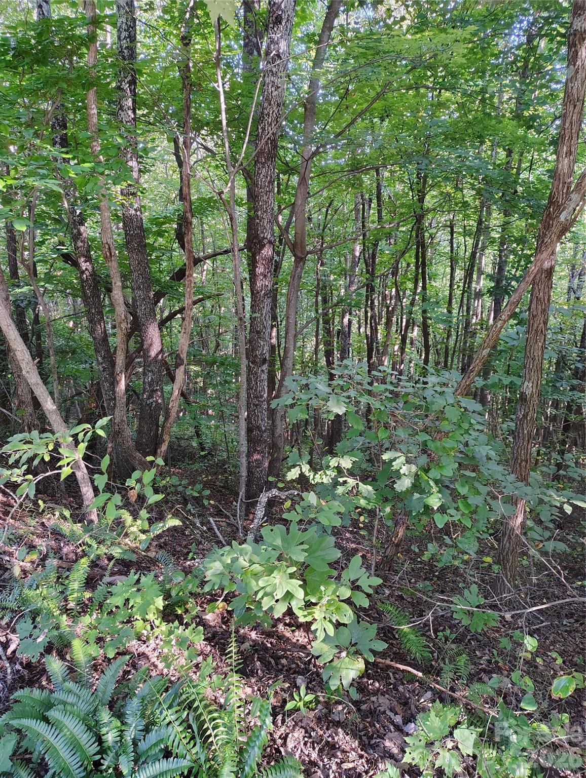 304 Feather Falls Trail 4 Property Photo 5