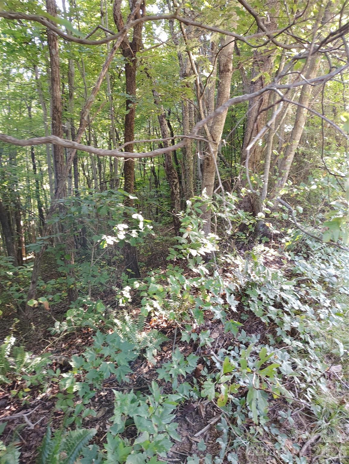 304 Feather Falls Trail 4 Property Photo 6