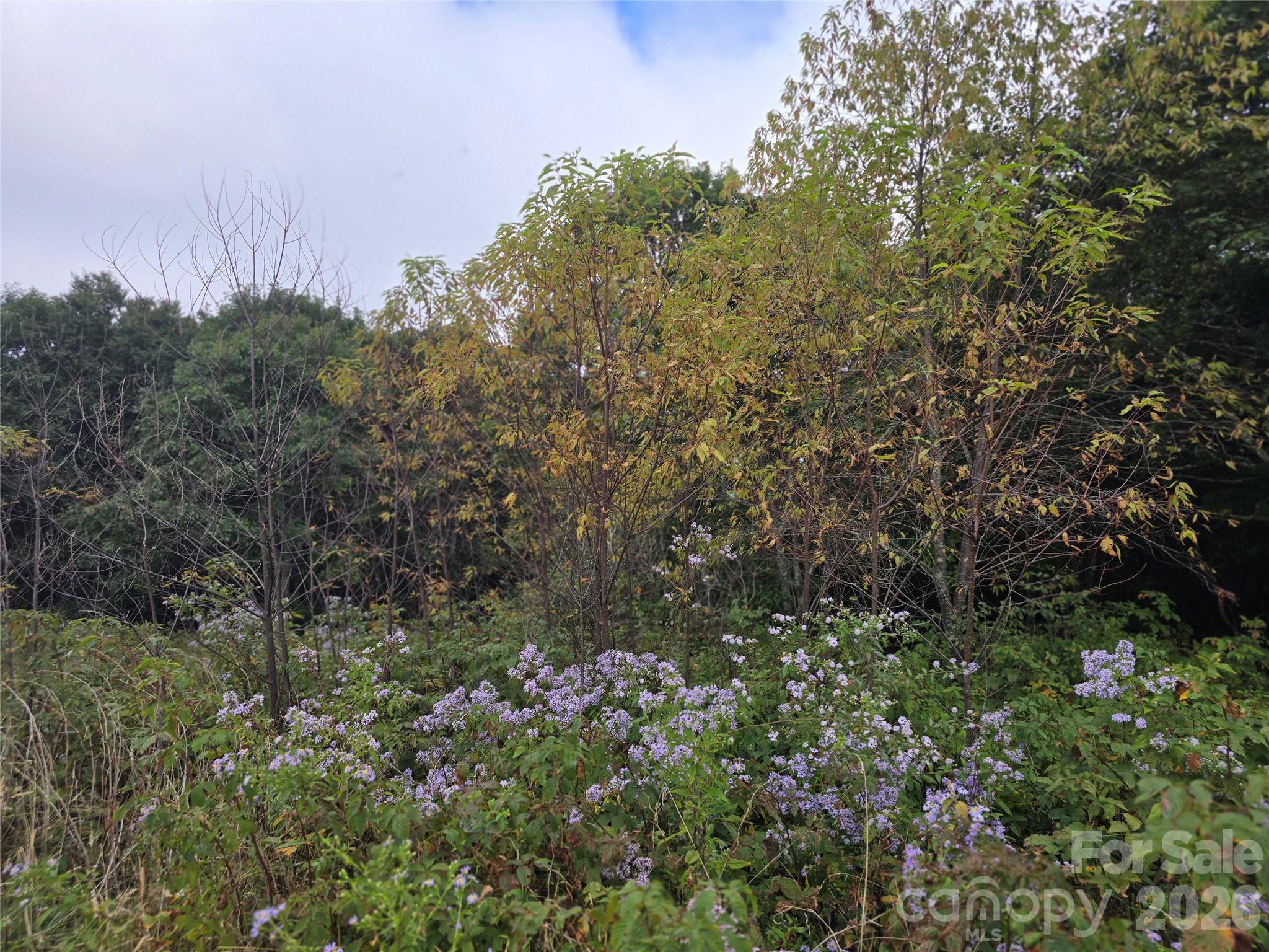 99999 Eagle Bald Trail Property Photo 7