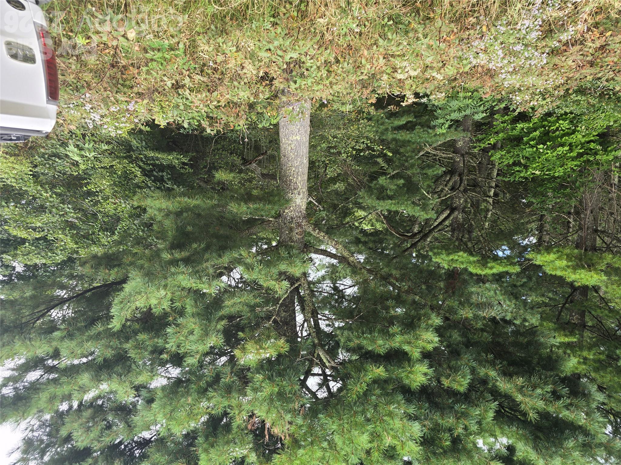 99999 Eagle Bald Trail Property Photo 16