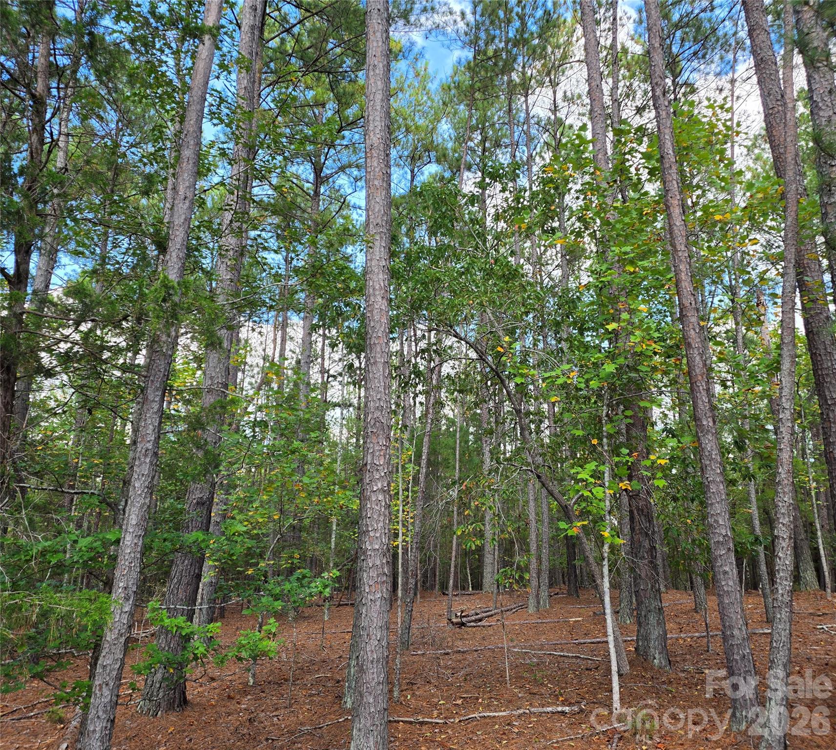 1350 Mcknight Road Property Photo 33