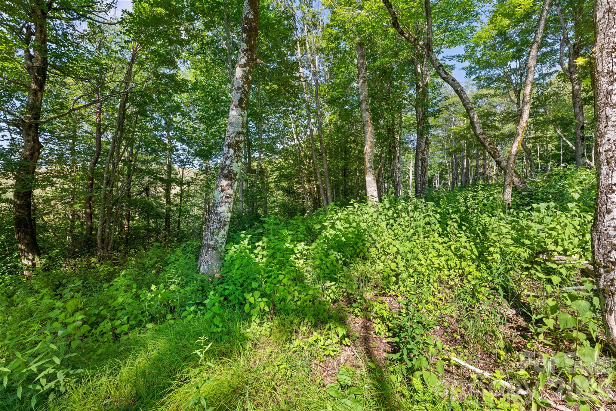 39 Skycamp Trail Property Photo 4