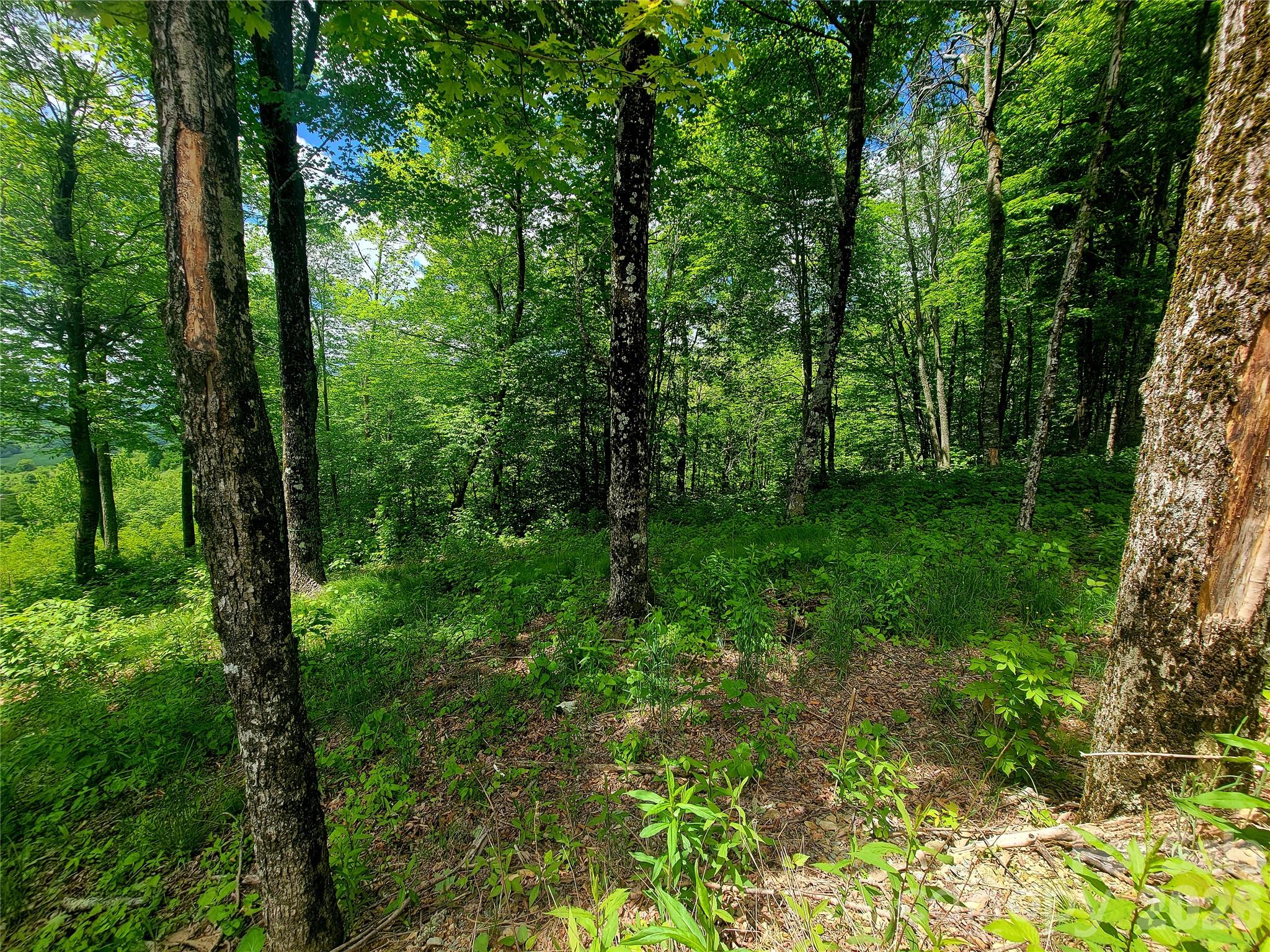 39 Skycamp Trail Property Photo 16