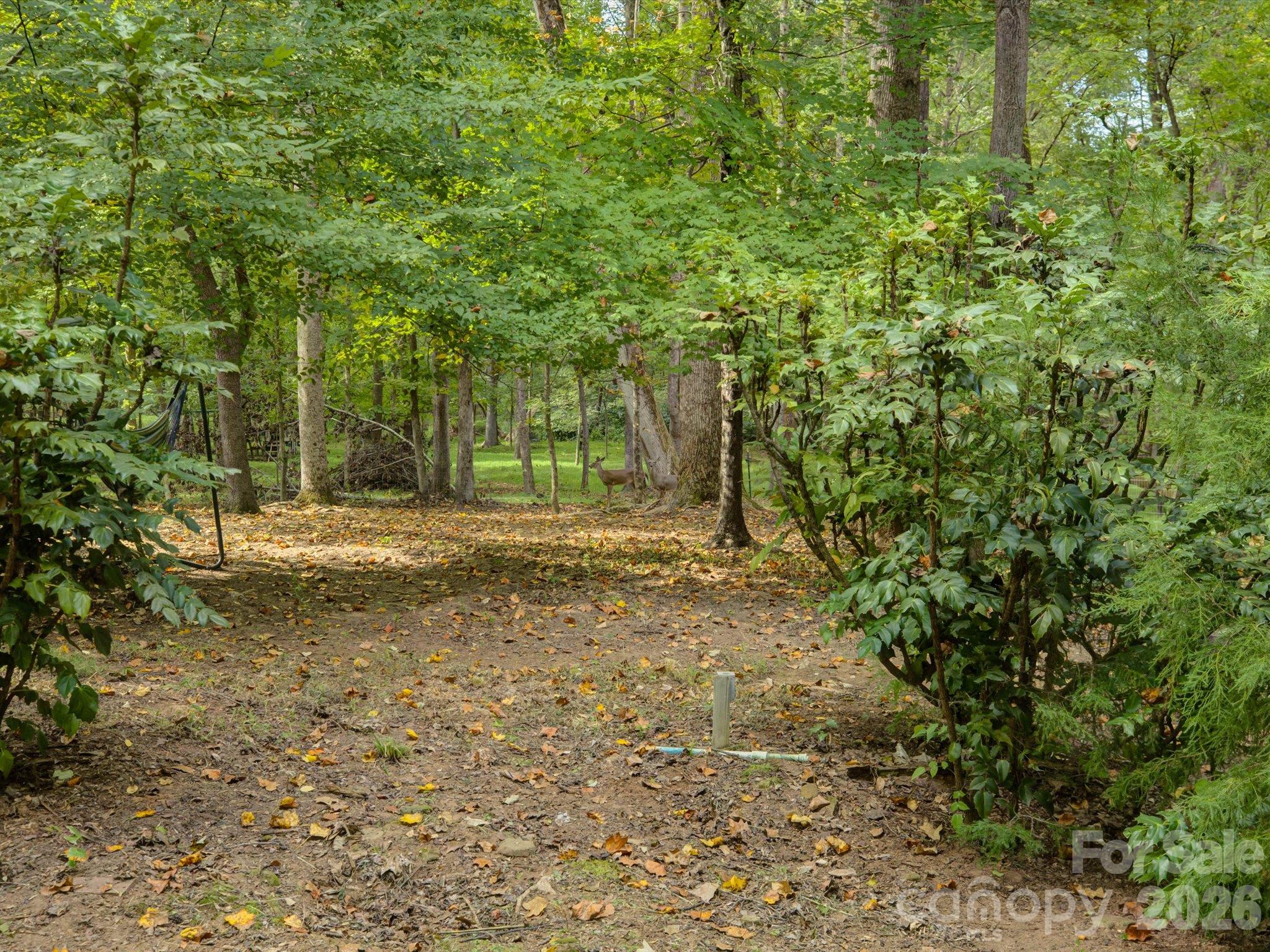 9207 Rainbow Forest Drive Property Photo 43