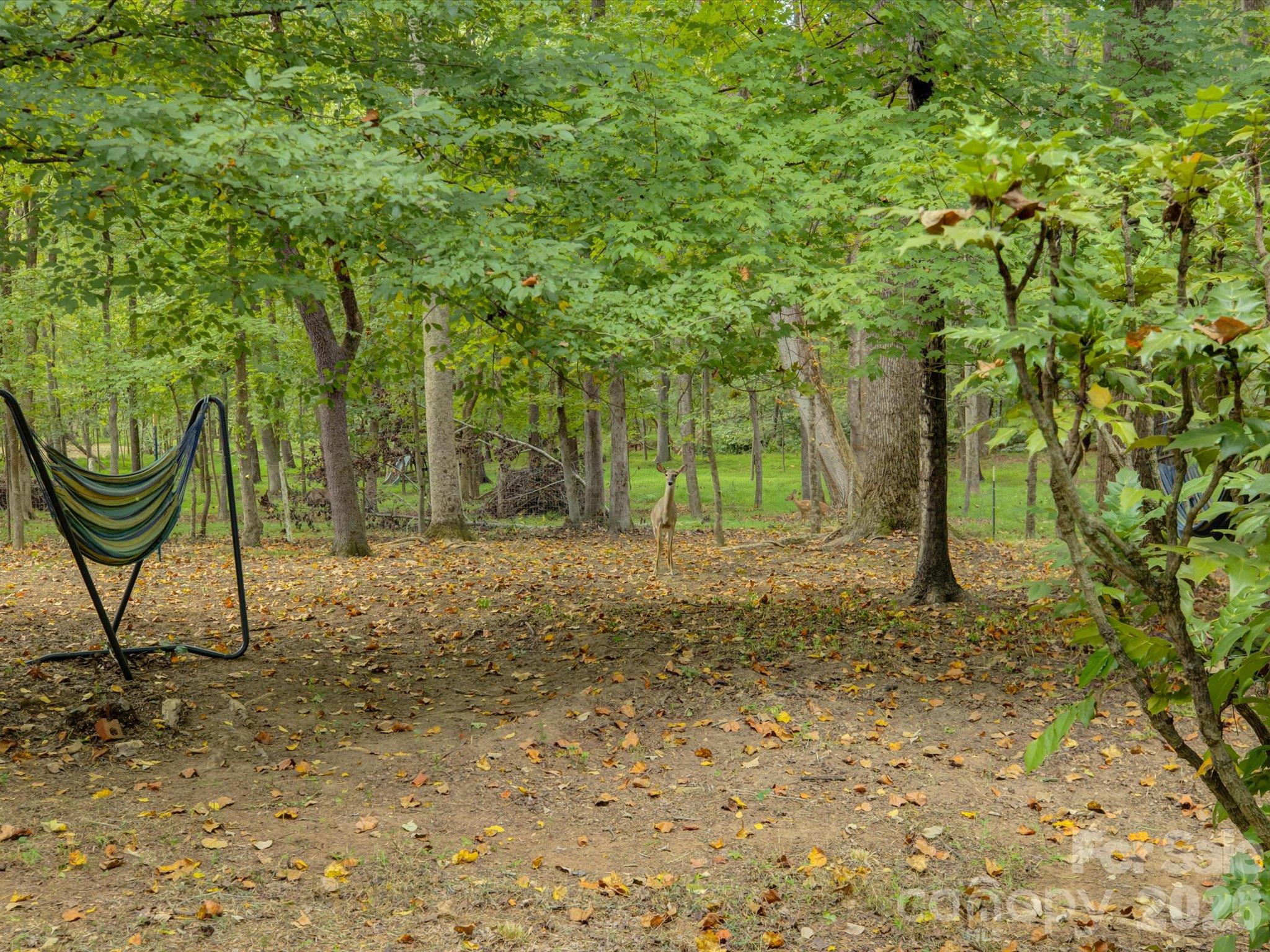 9207 Rainbow Forest Drive Property Photo 44