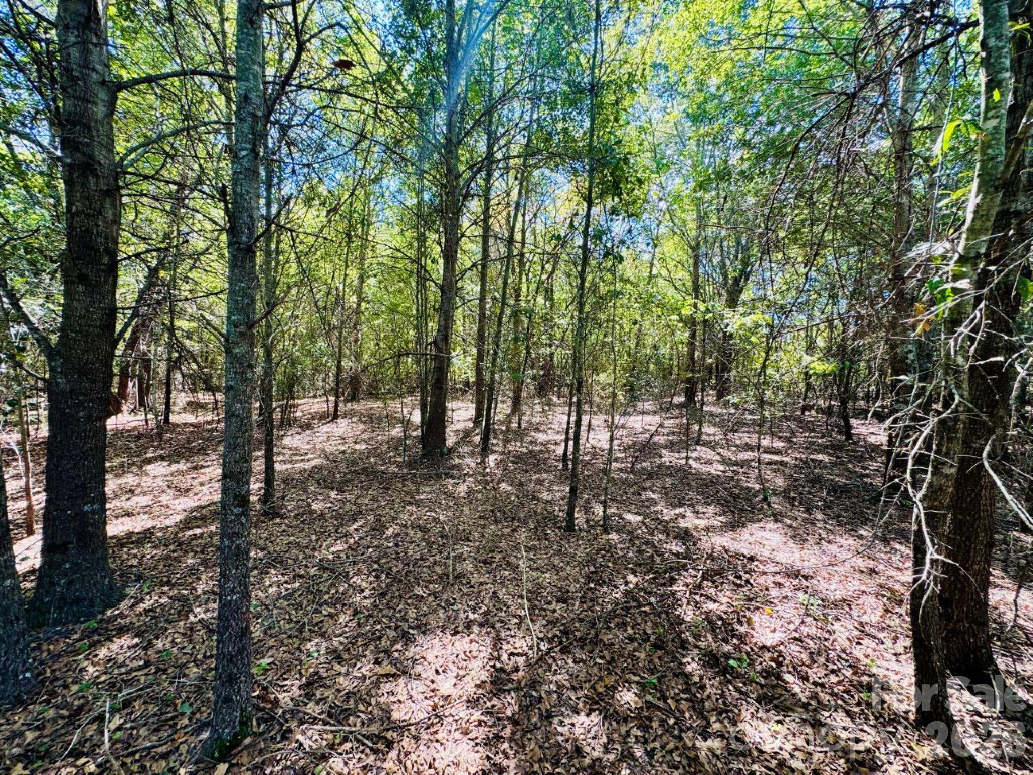 Lot 166 Brangus Lane Property Photo 4
