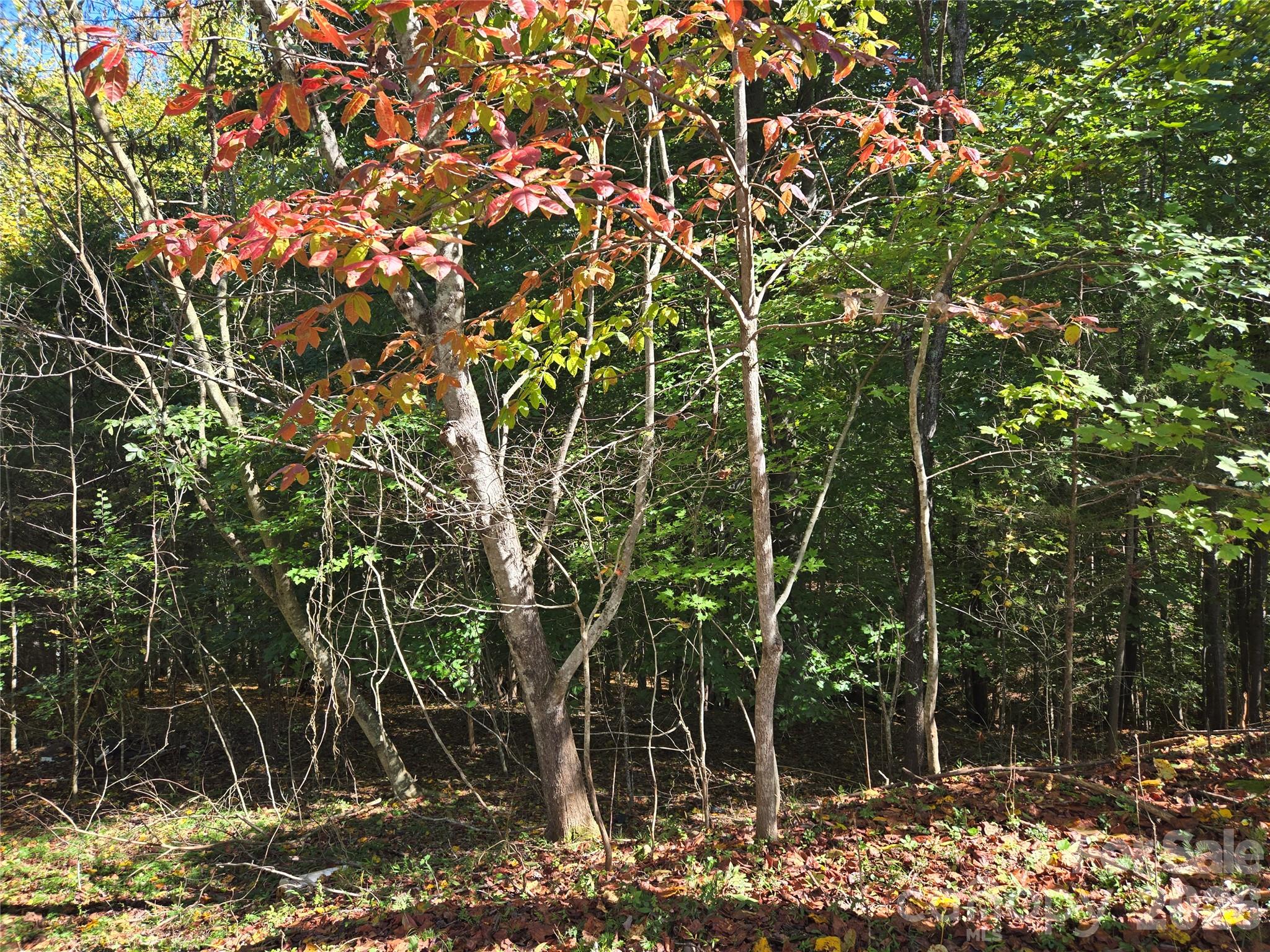 1021 Sweetbriar Lane Property Photo 8