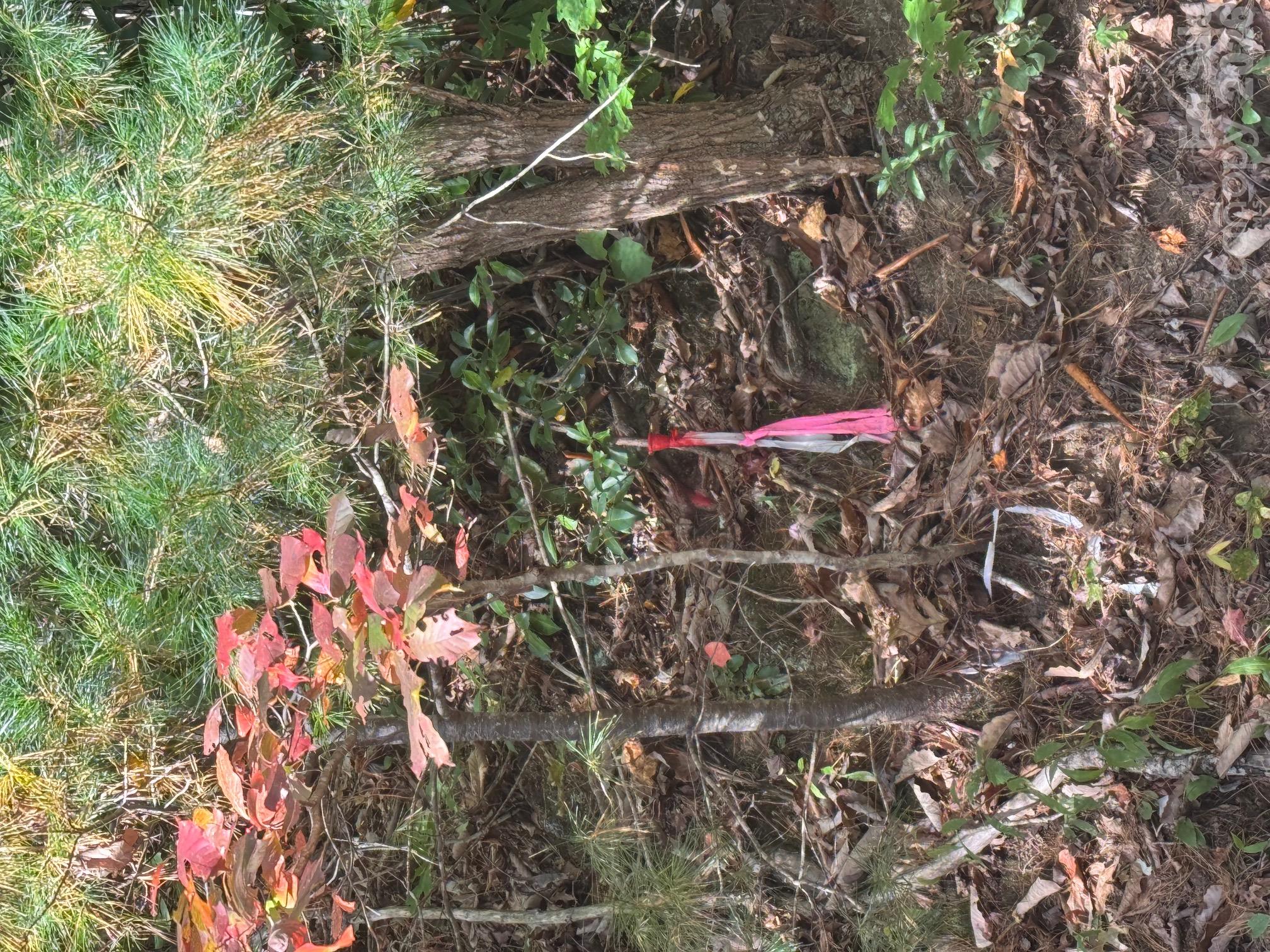 37 Timucua Trail Property Photo 7