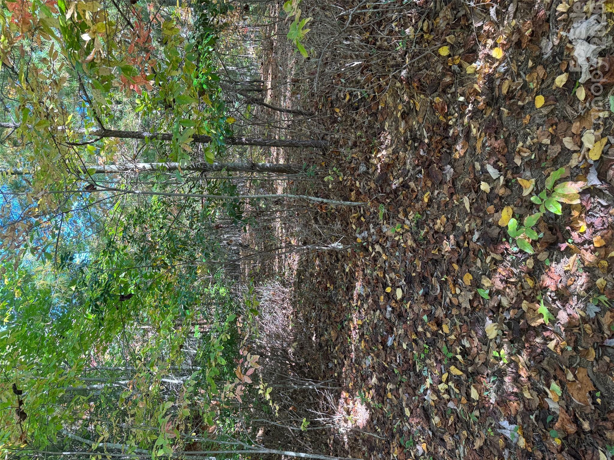 37 Timucua Trail Property Photo 9