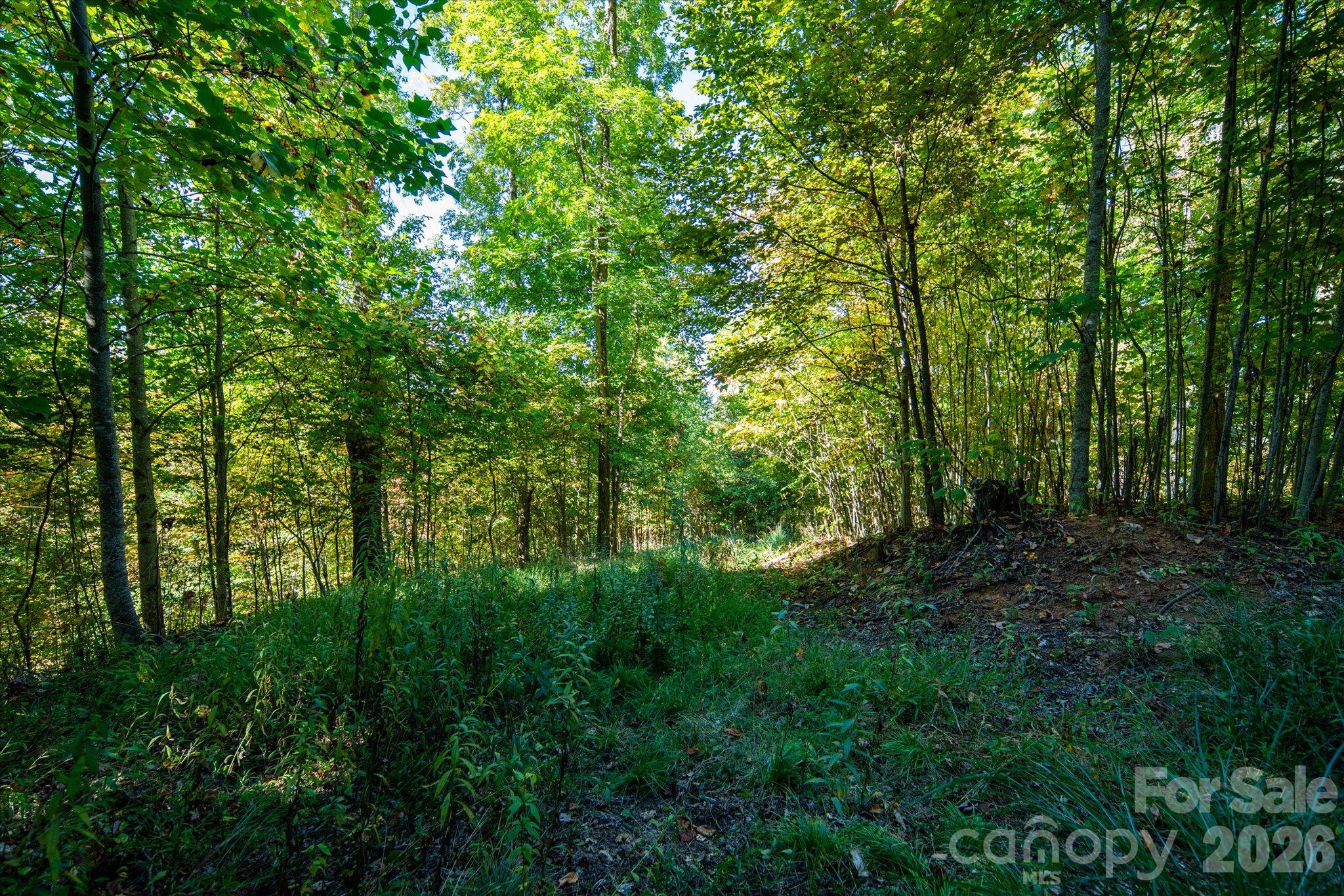 Tbd Big Laurel Road Property Photo 8