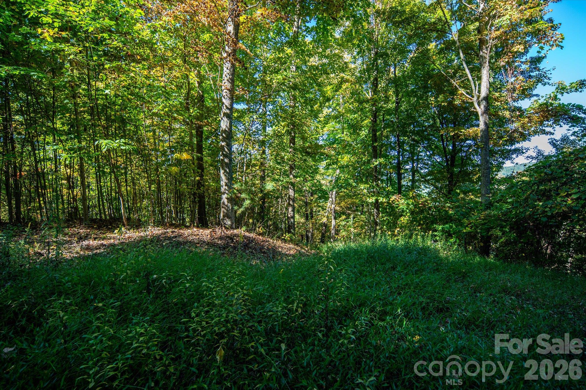 Tbd Big Laurel Road Property Photo 9