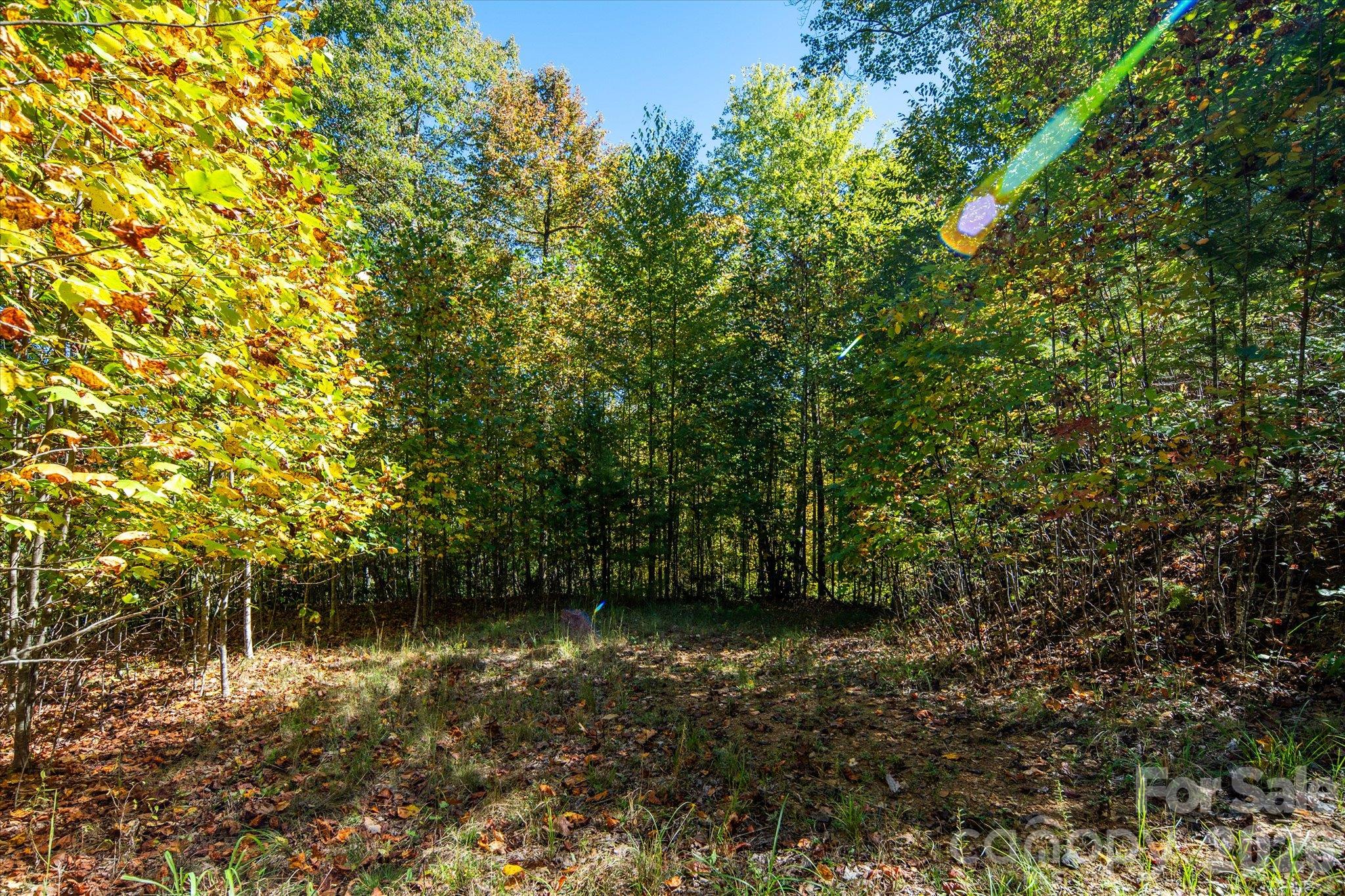 Tbd Big Laurel Road Property Photo 11