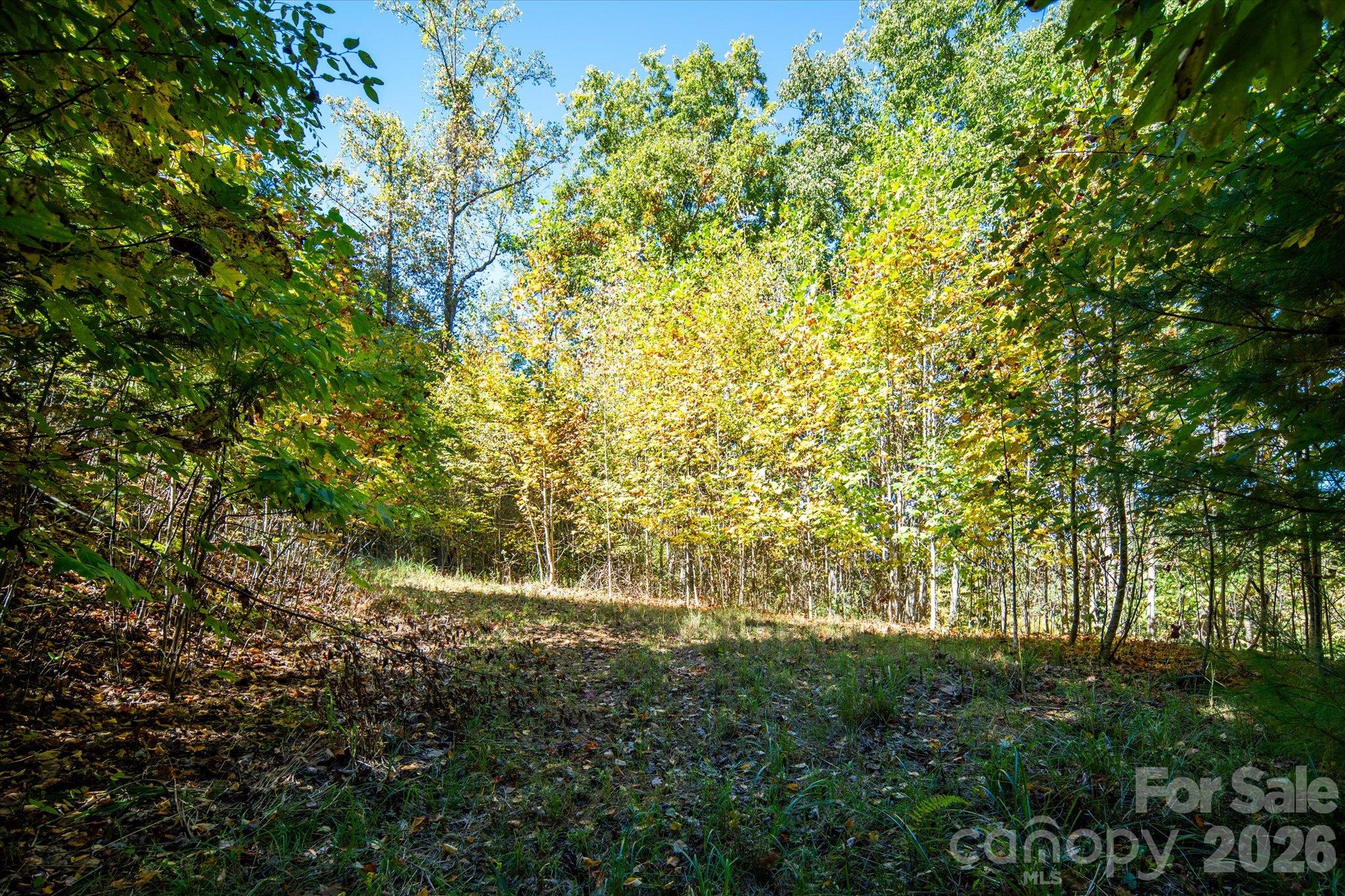 Tbd Big Laurel Road Property Photo 12