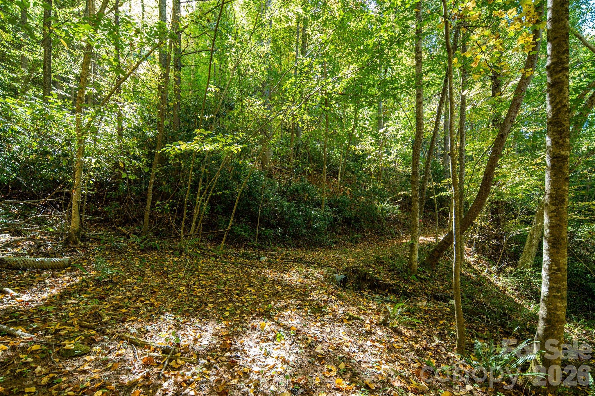 Tbd Big Laurel Road Property Photo 19