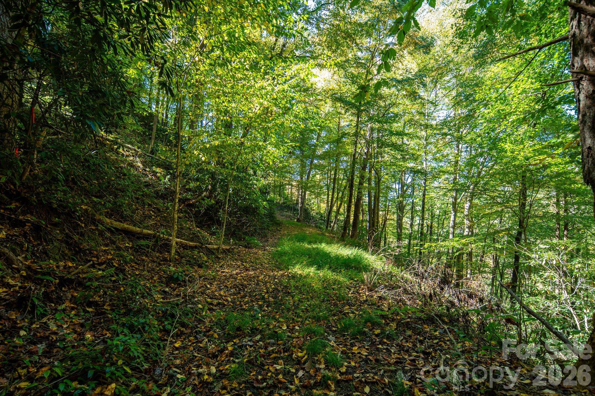 Tbd Big Laurel Road Property Photo 21