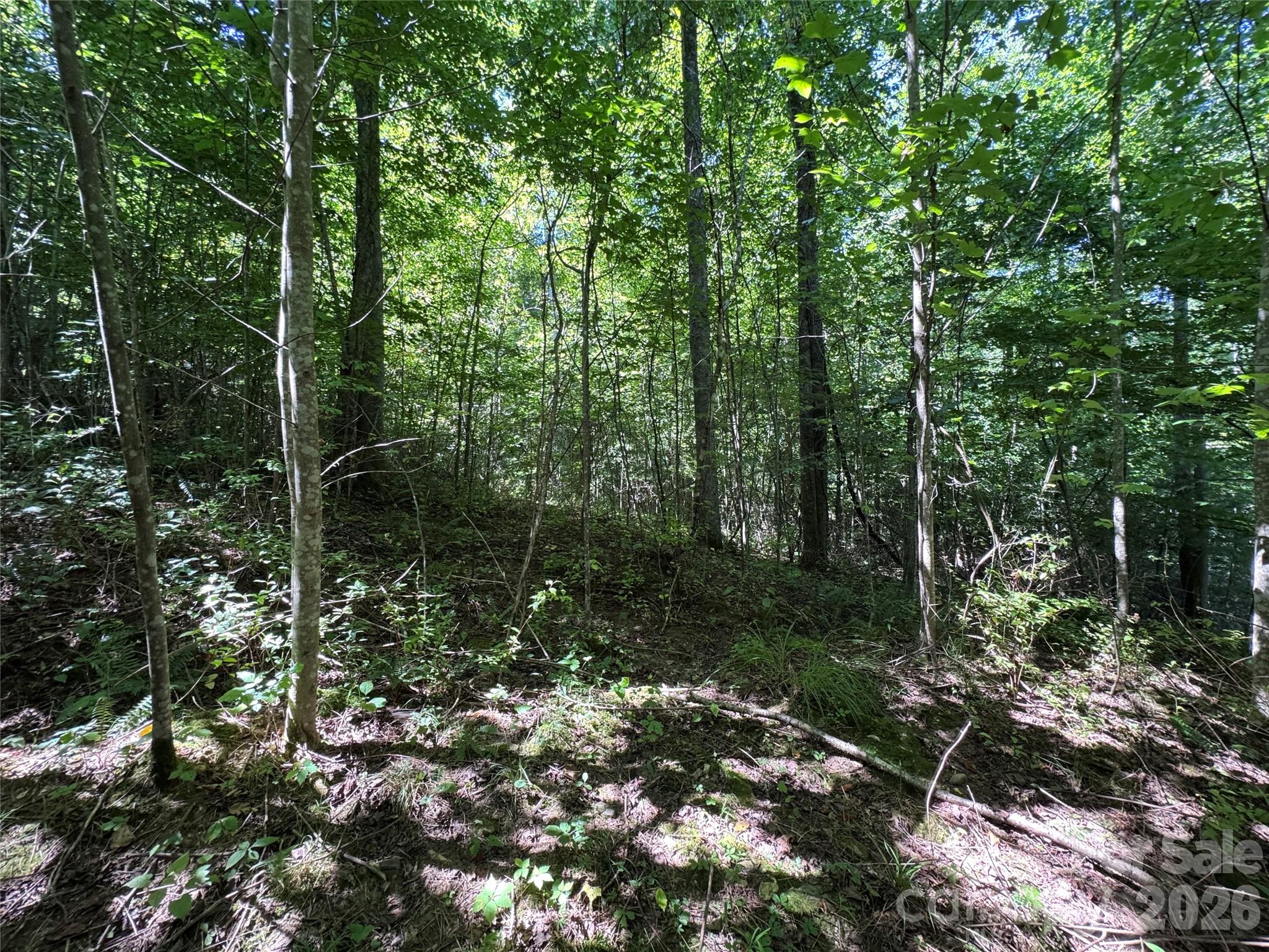 300 ± Acres Upper Flat Creek Road Property Photo 8